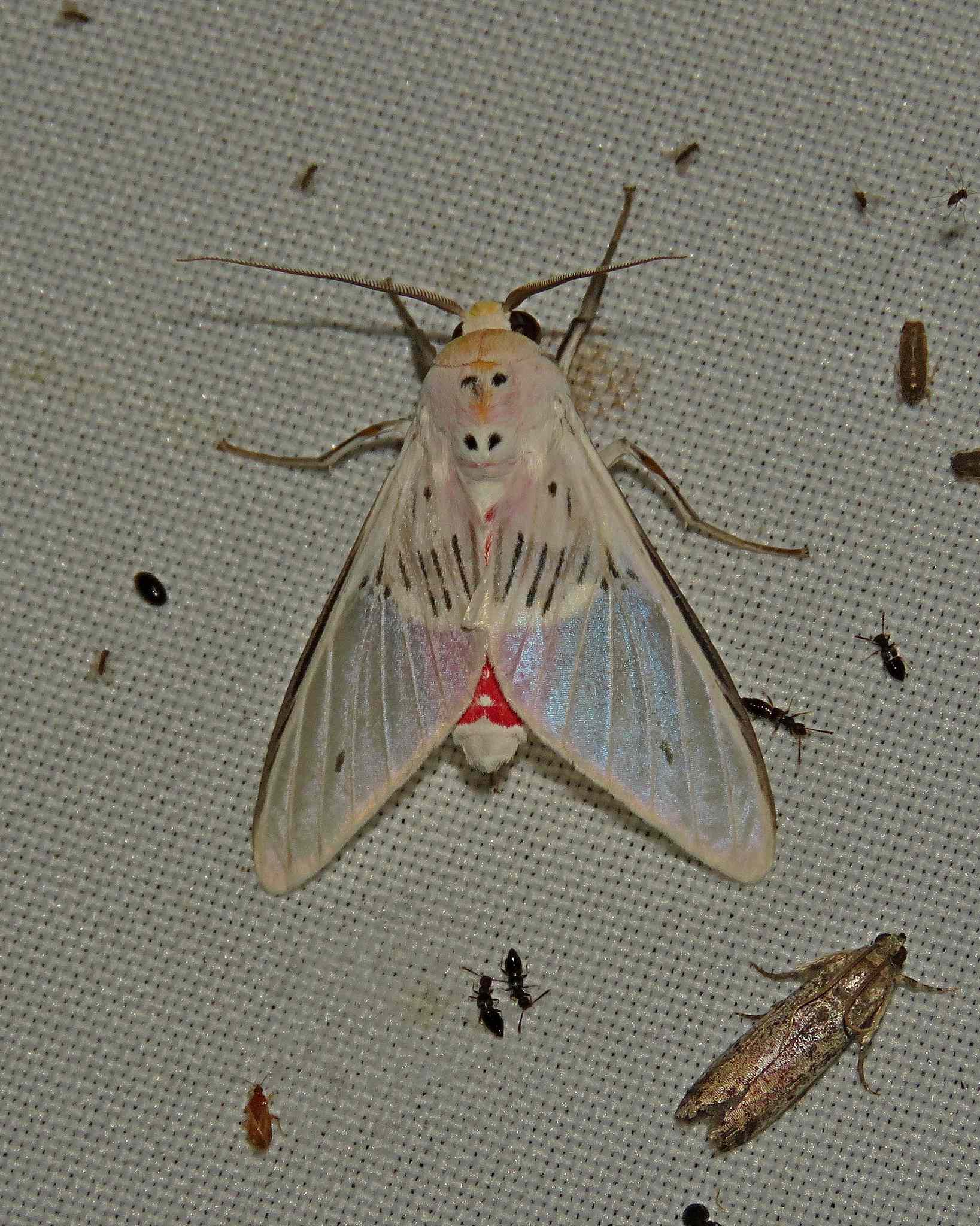 Idalus aleteria