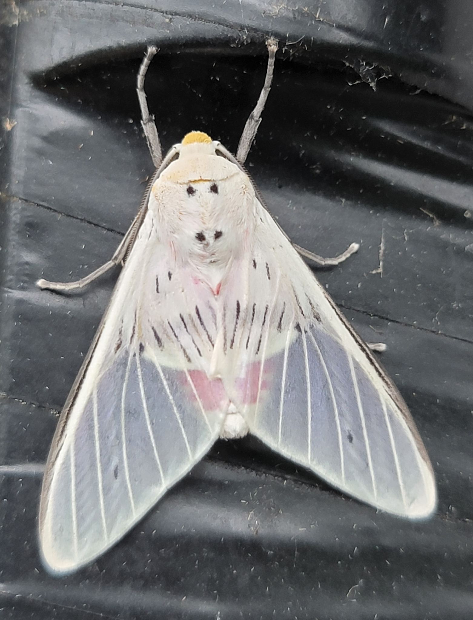 Idalus aleteria
