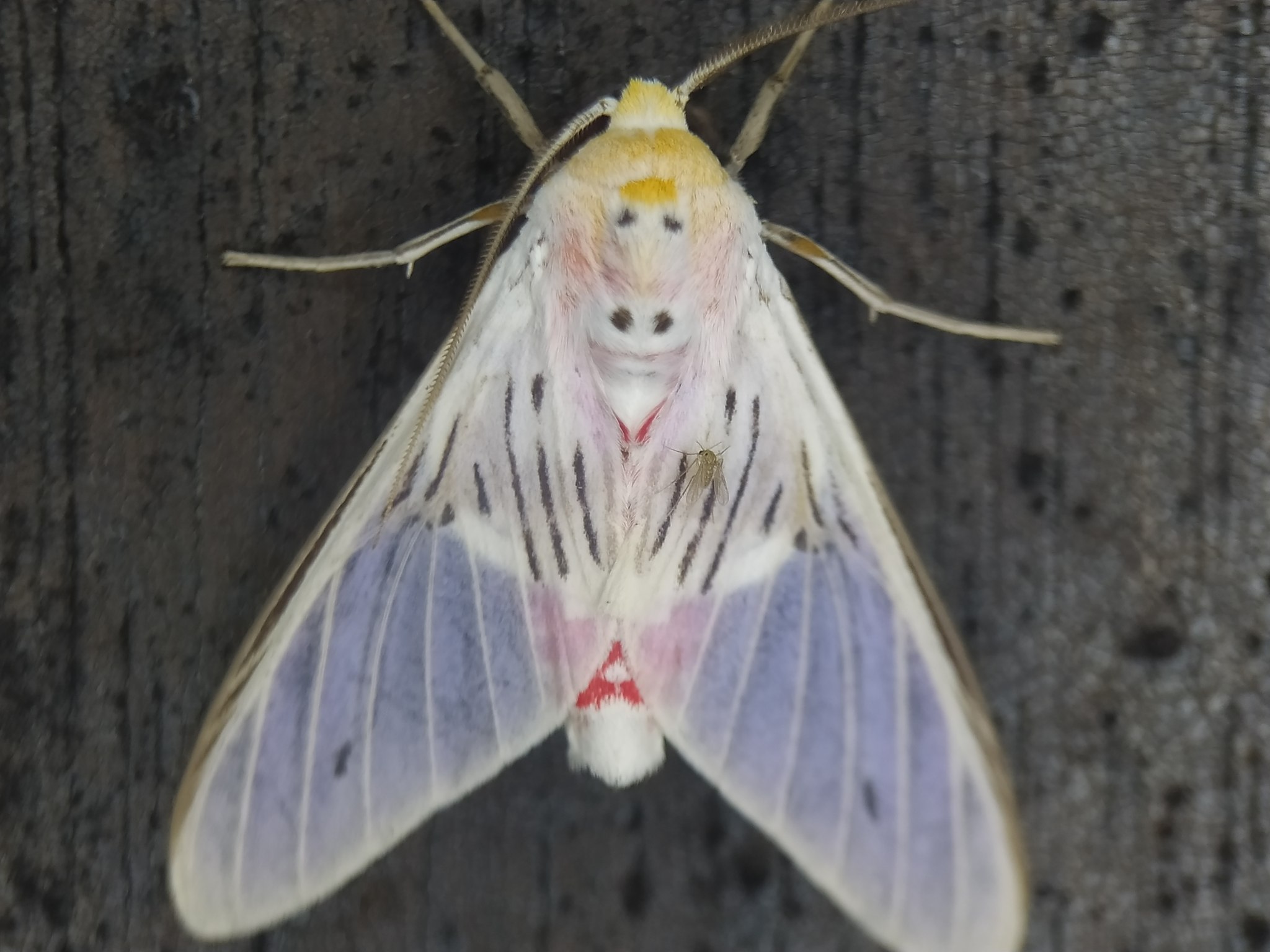 Idalus aleteria