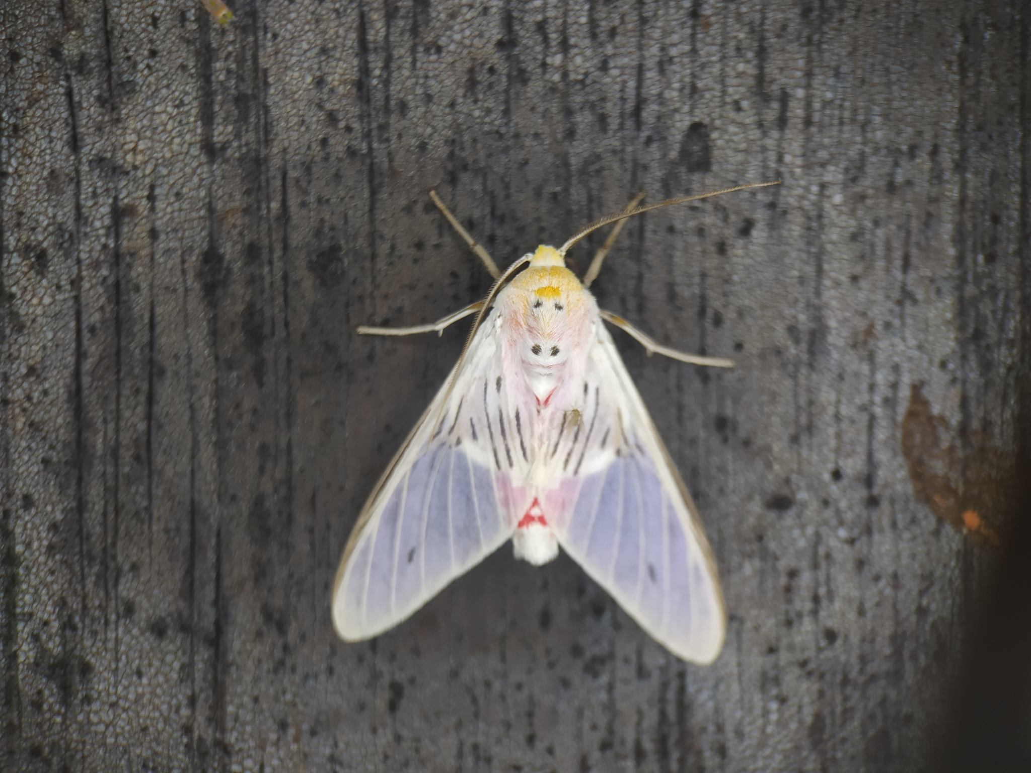 Idalus aleteria
