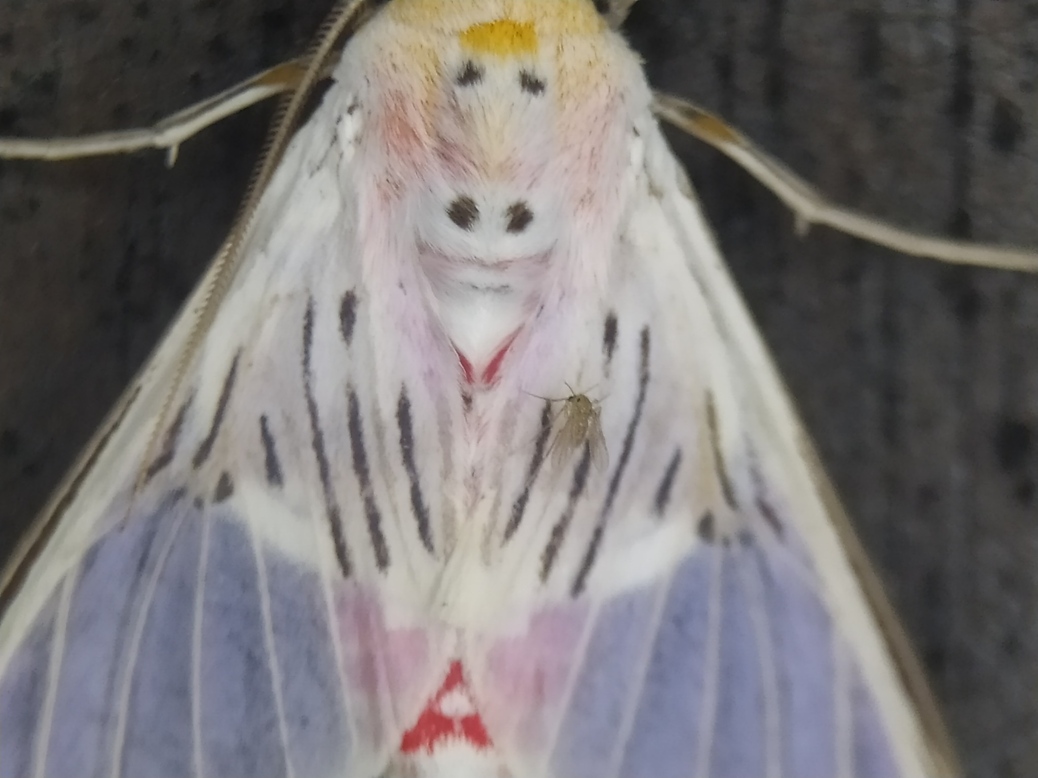 Idalus aleteria