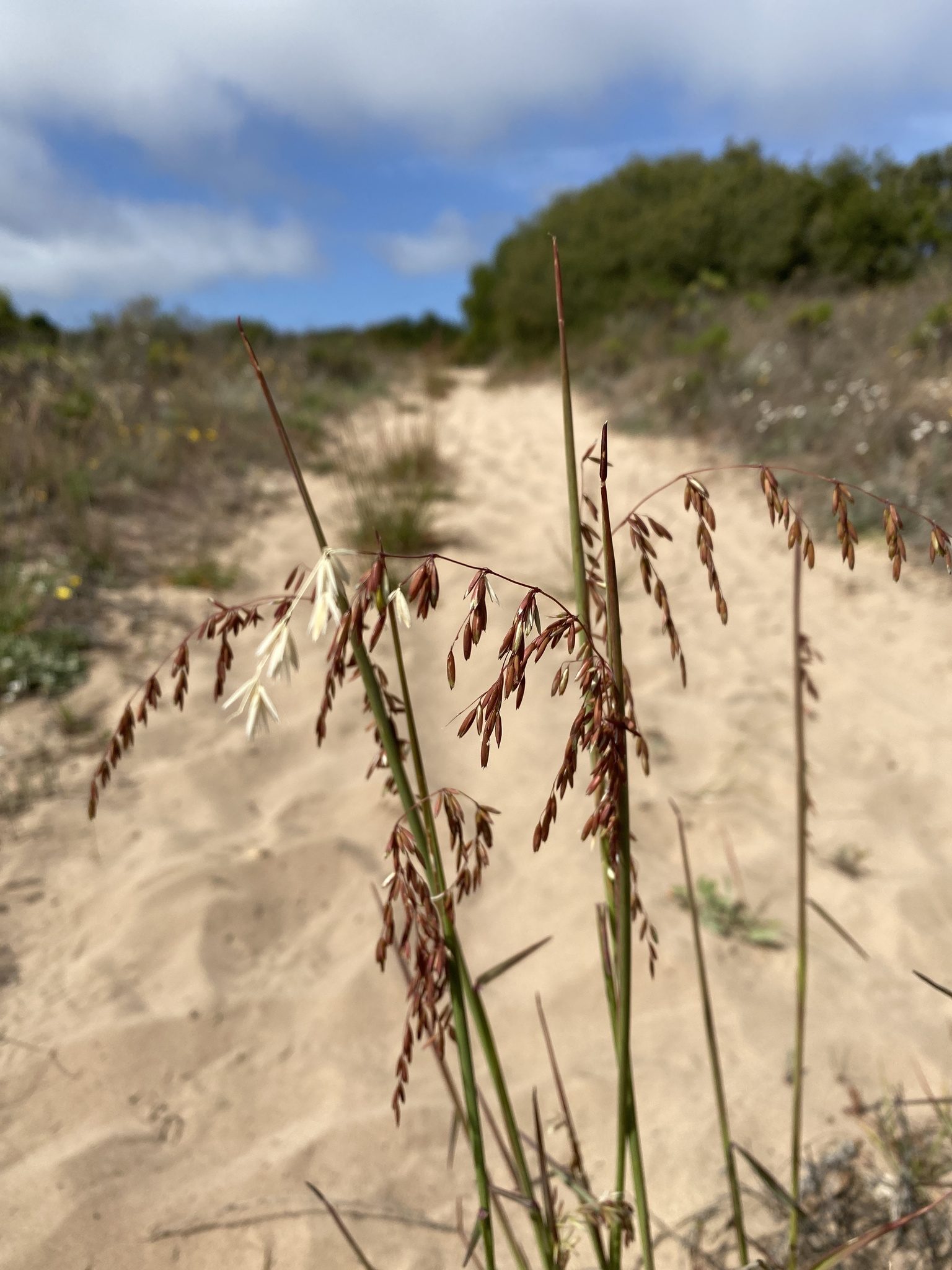 Ehrharta calycina