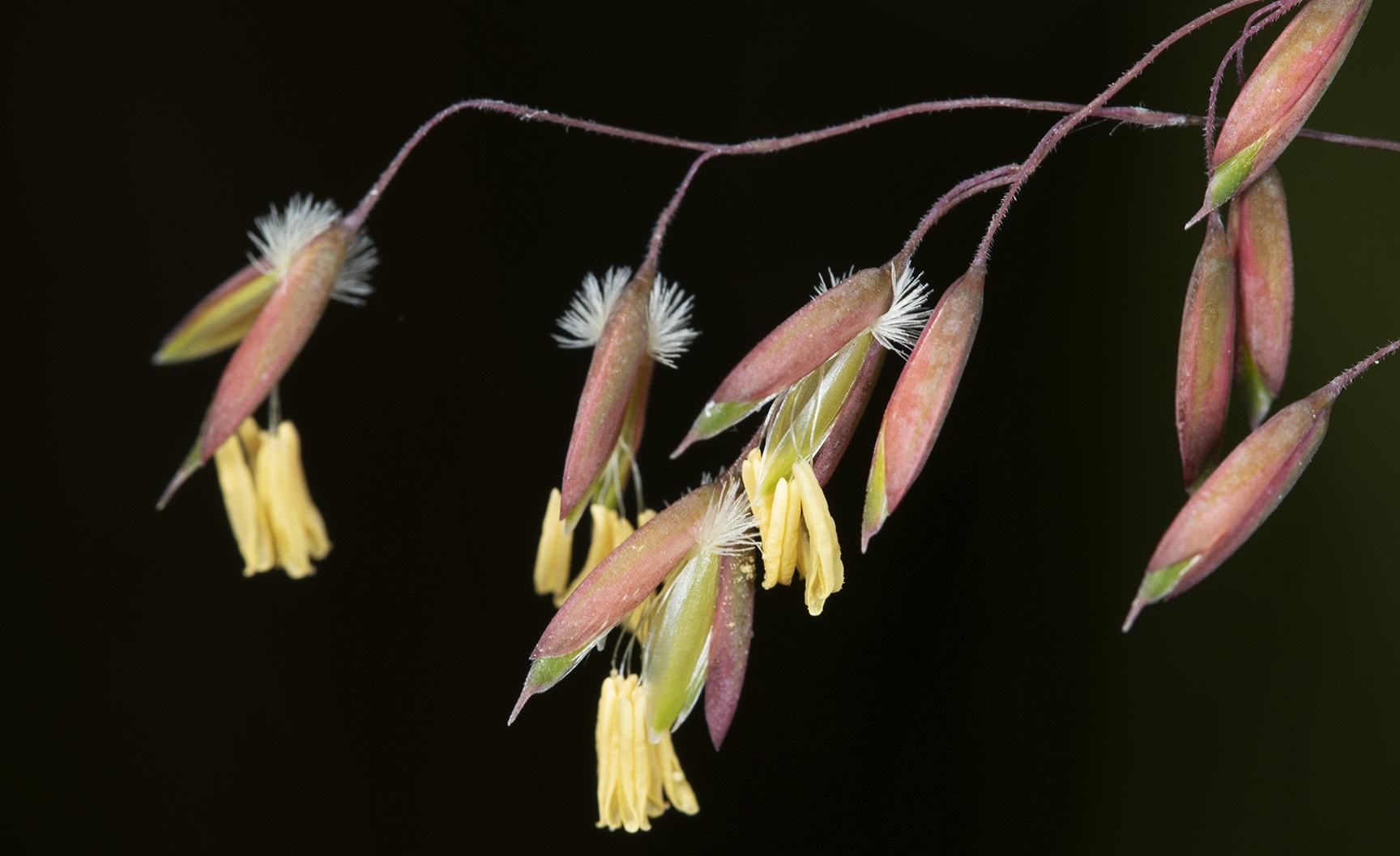 Ehrharta calycina
