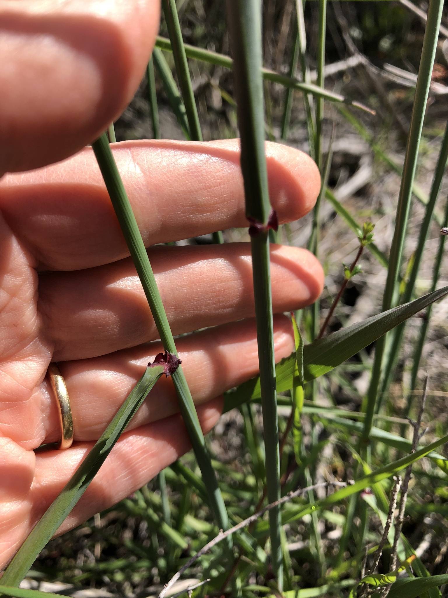 Ehrharta calycina