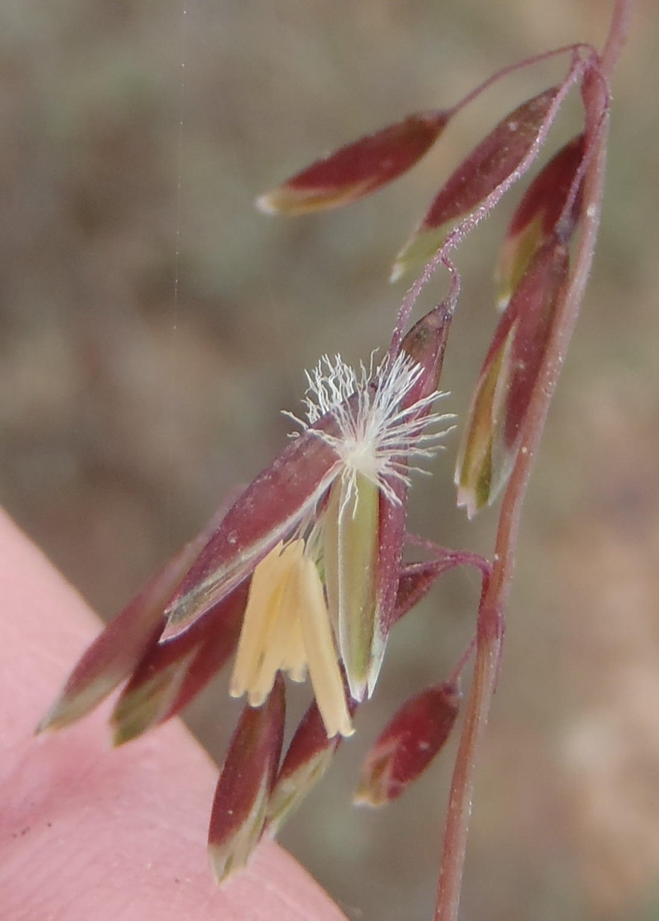 Ehrharta calycina