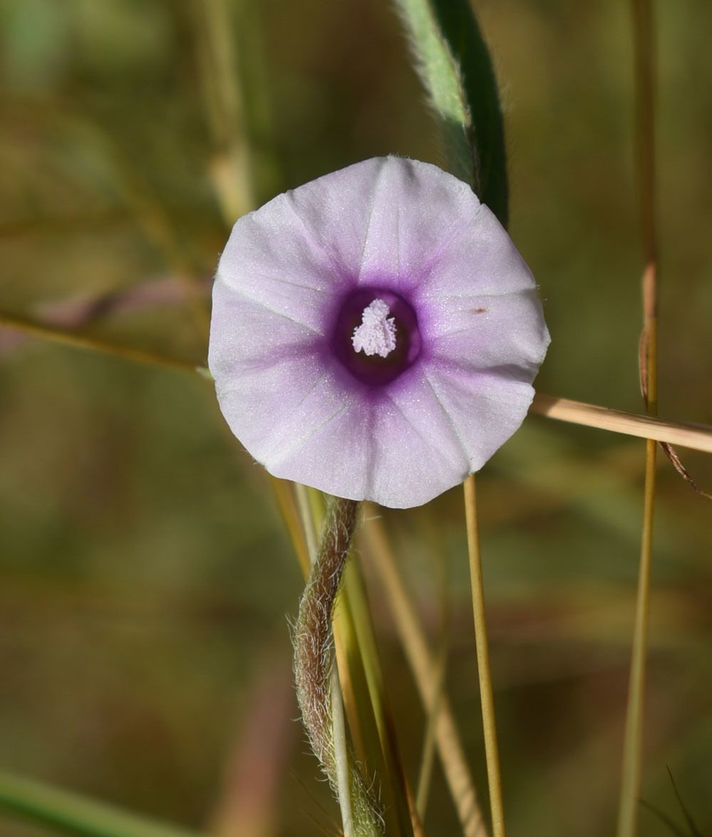 Ipomoea eriocarpa