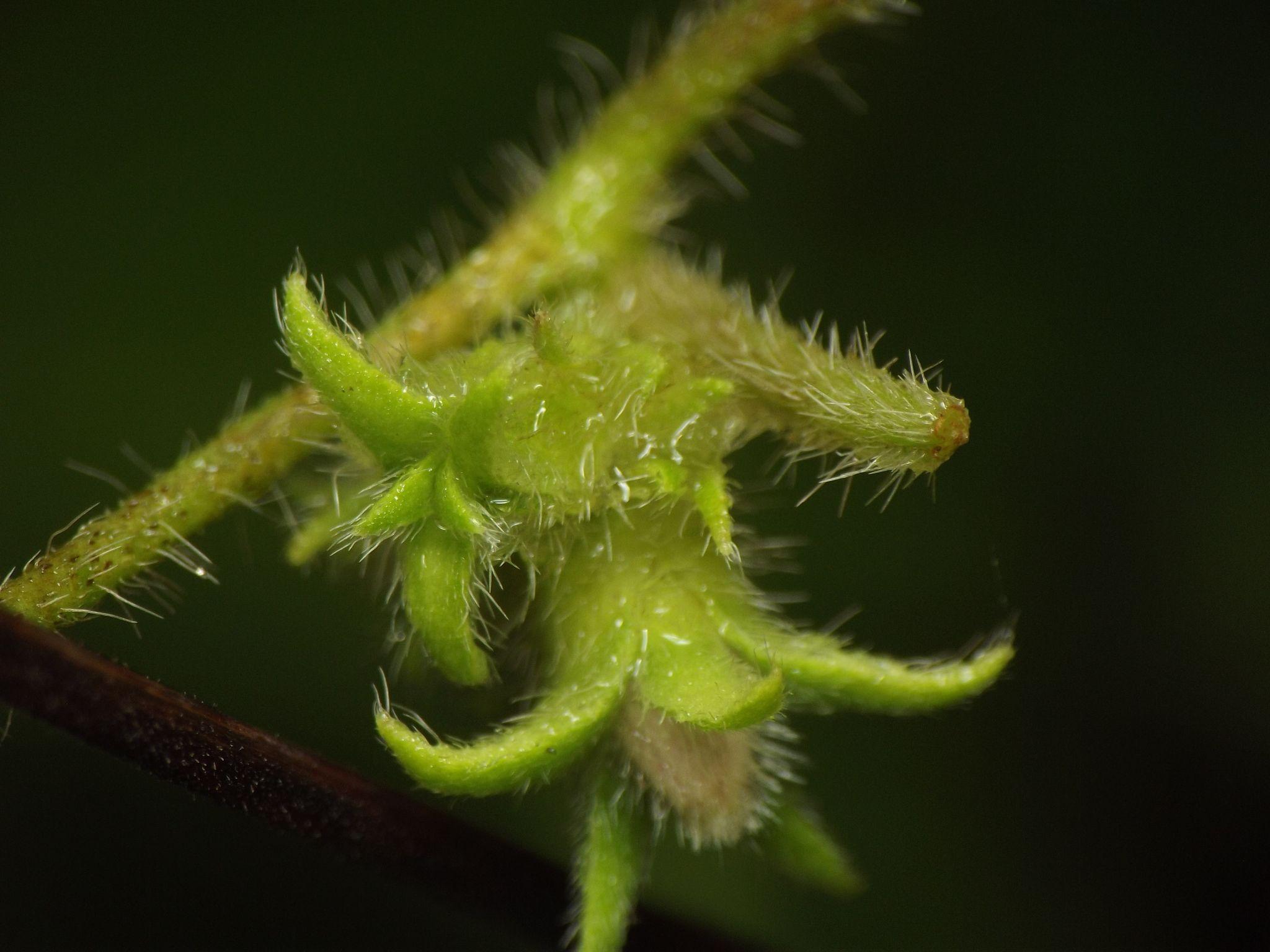 Ipomoea eriocarpa