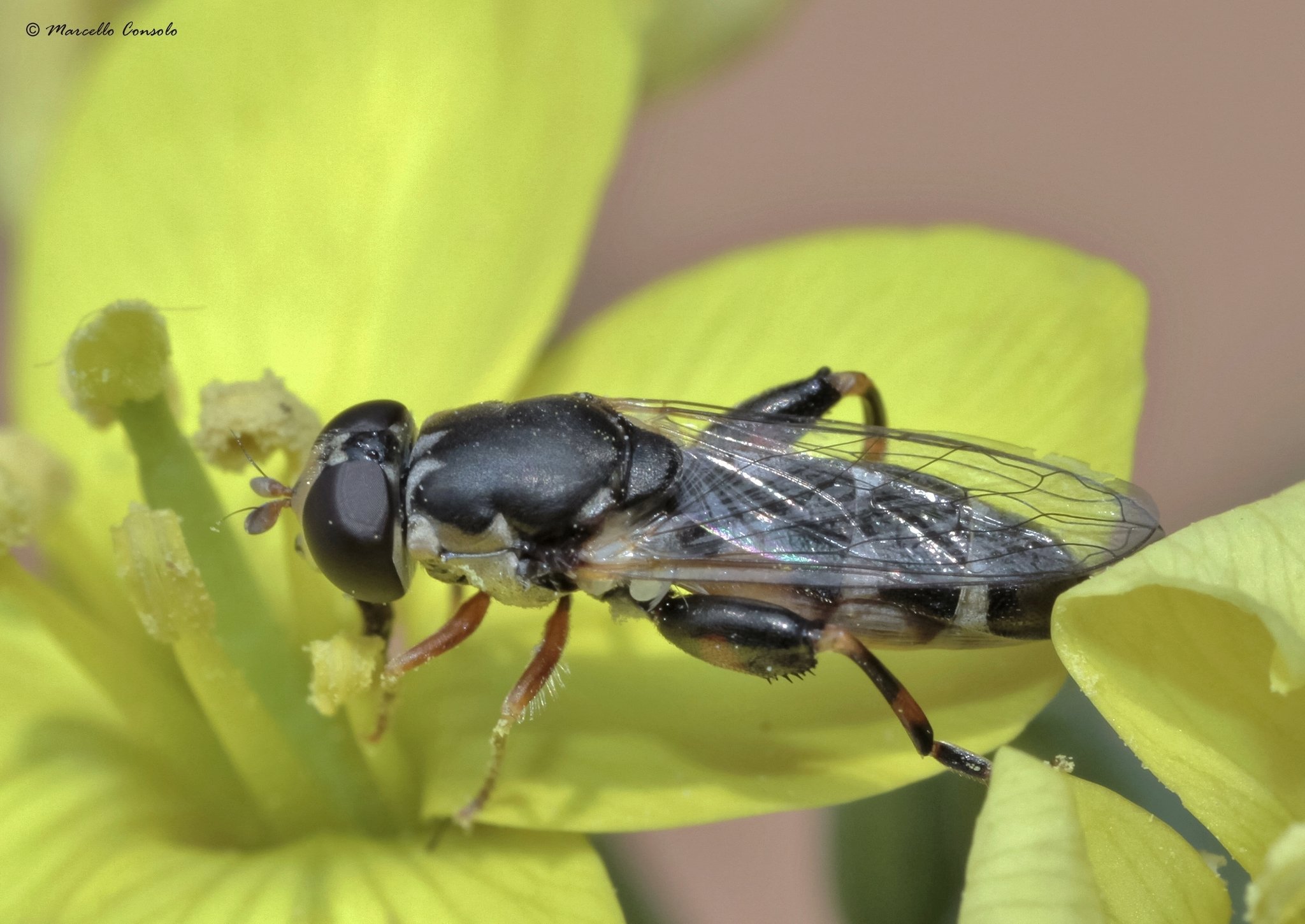 Syritta pipiens