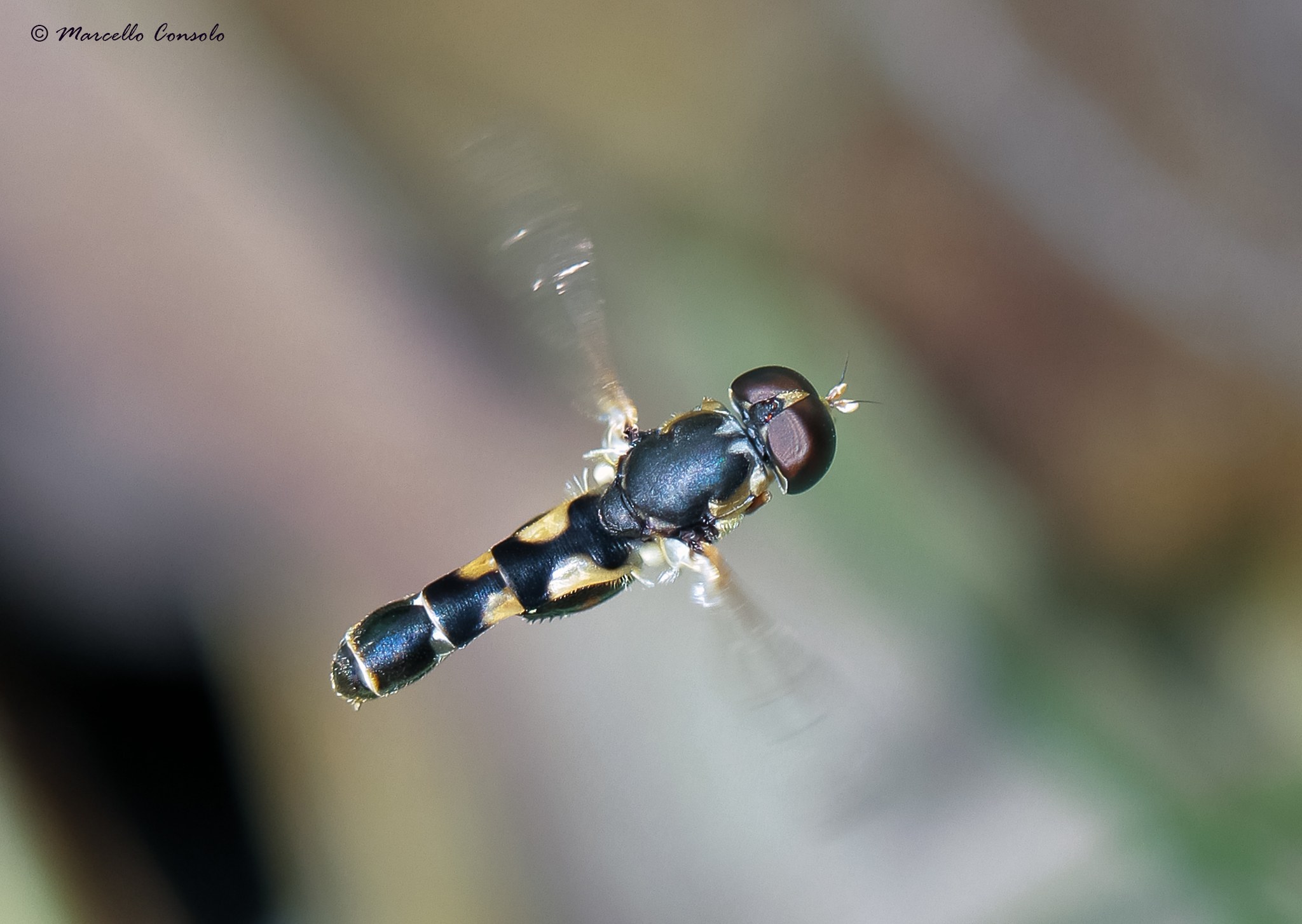 Syritta pipiens