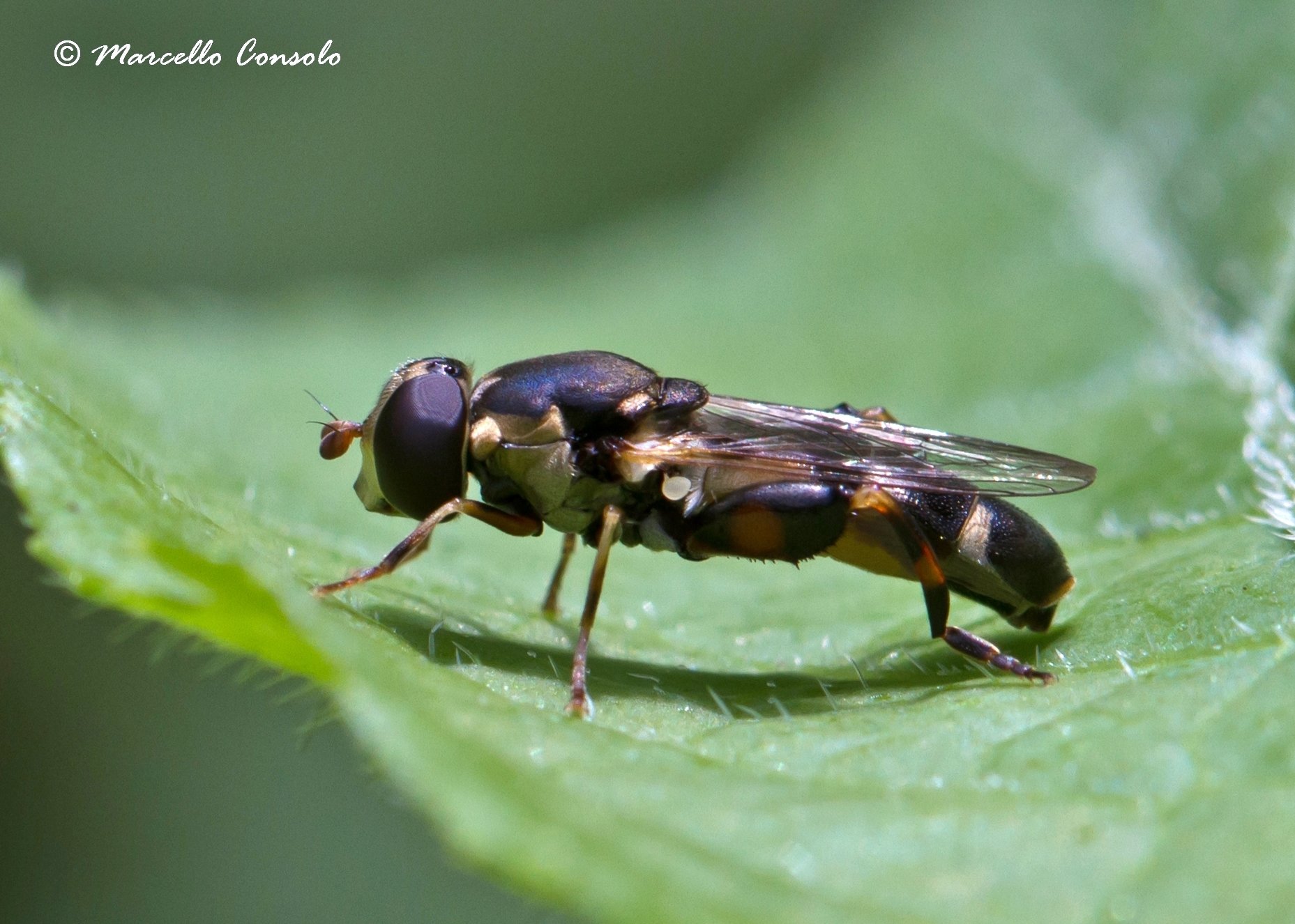 Syritta pipiens