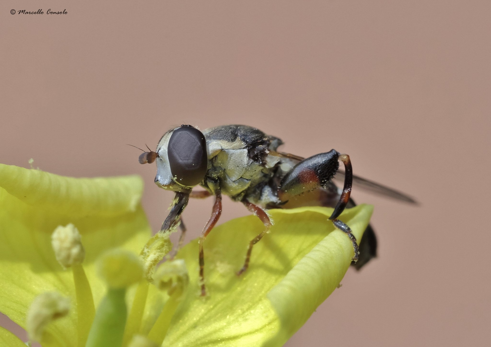 Syritta pipiens