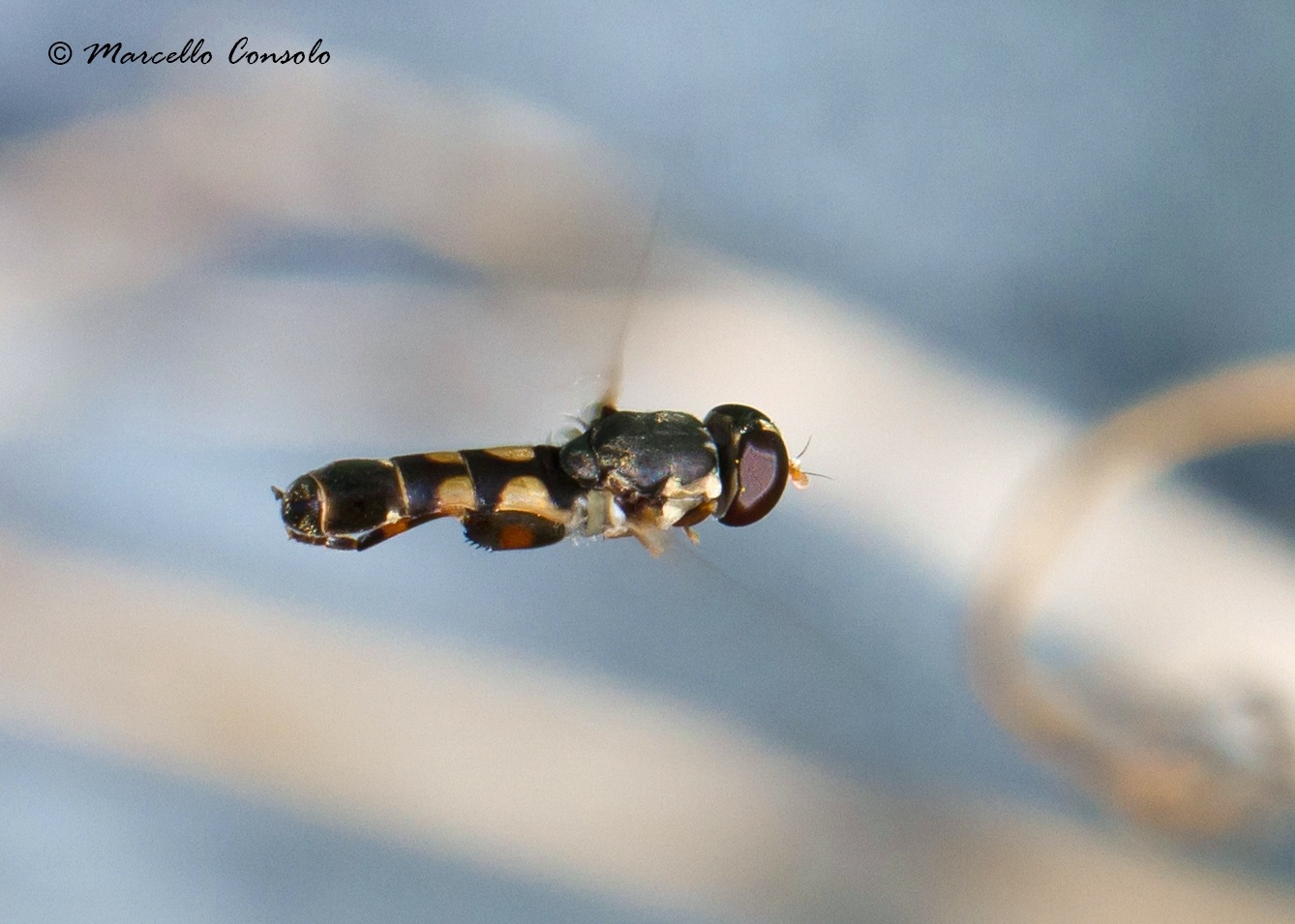 Syritta pipiens