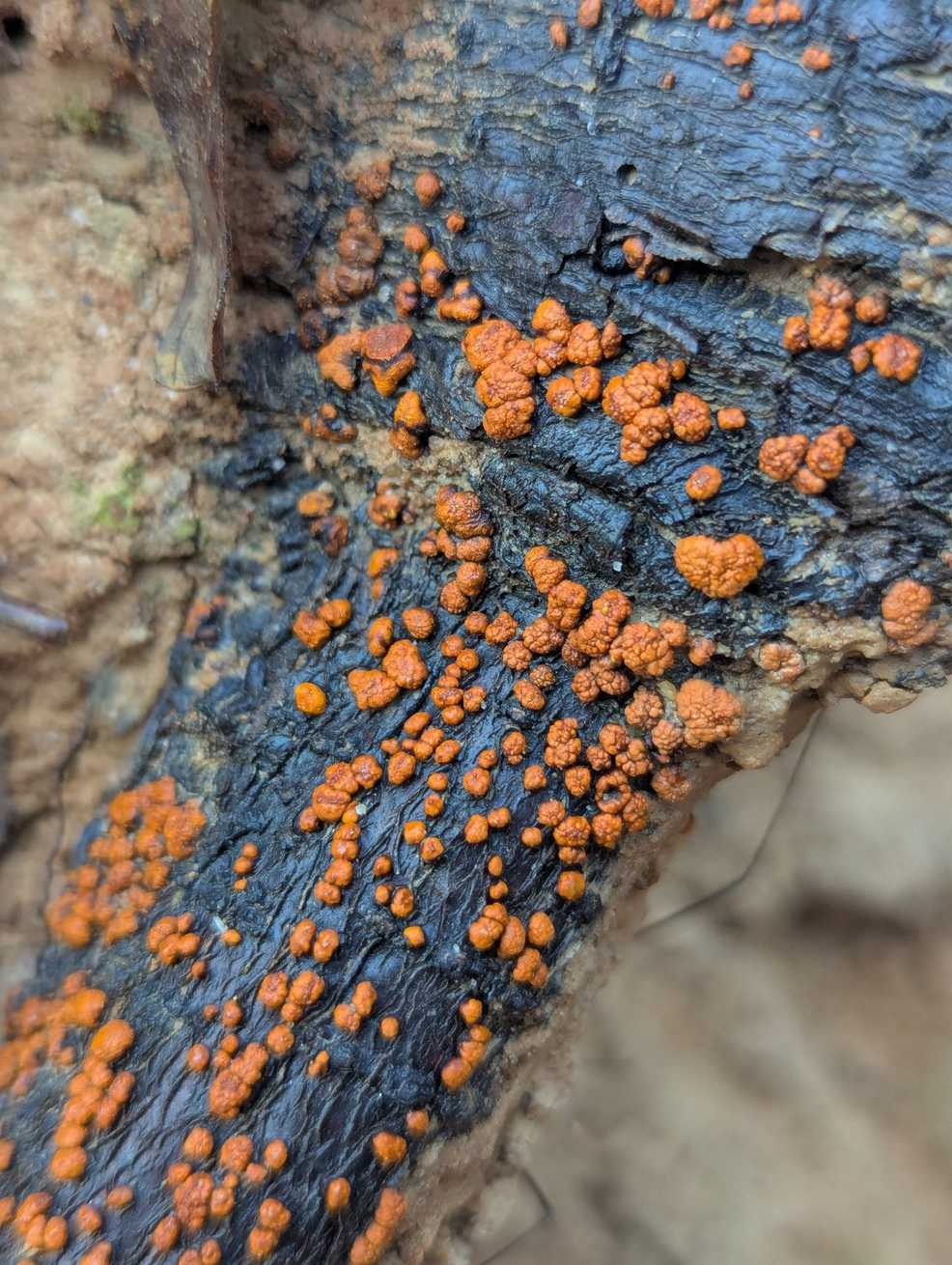 Amphilogia gyrosa