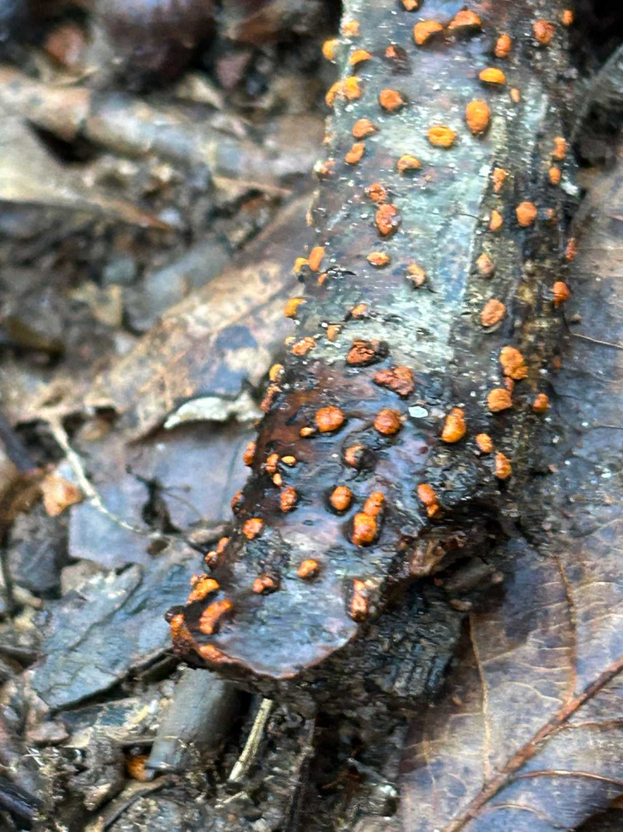 Amphilogia gyrosa