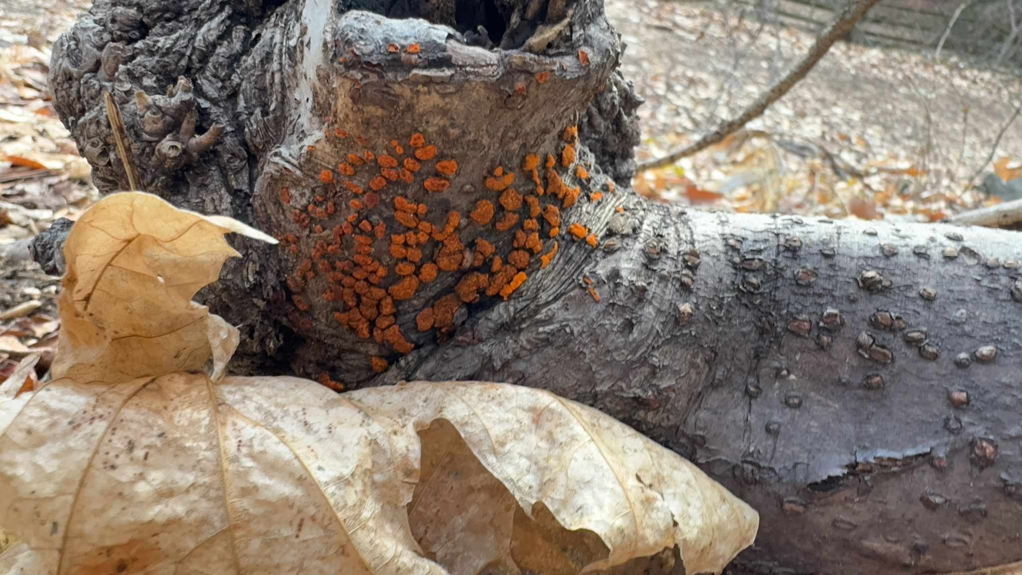 Amphilogia gyrosa