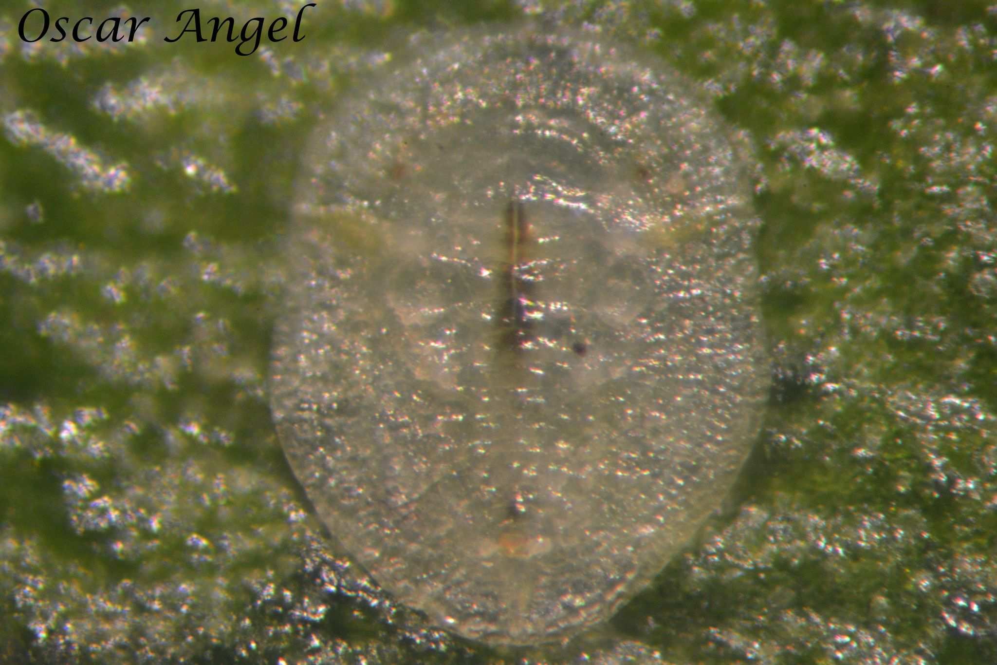 Dialeurodes kirkaldyi