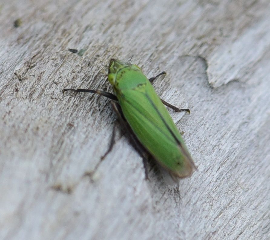 Helochara delta