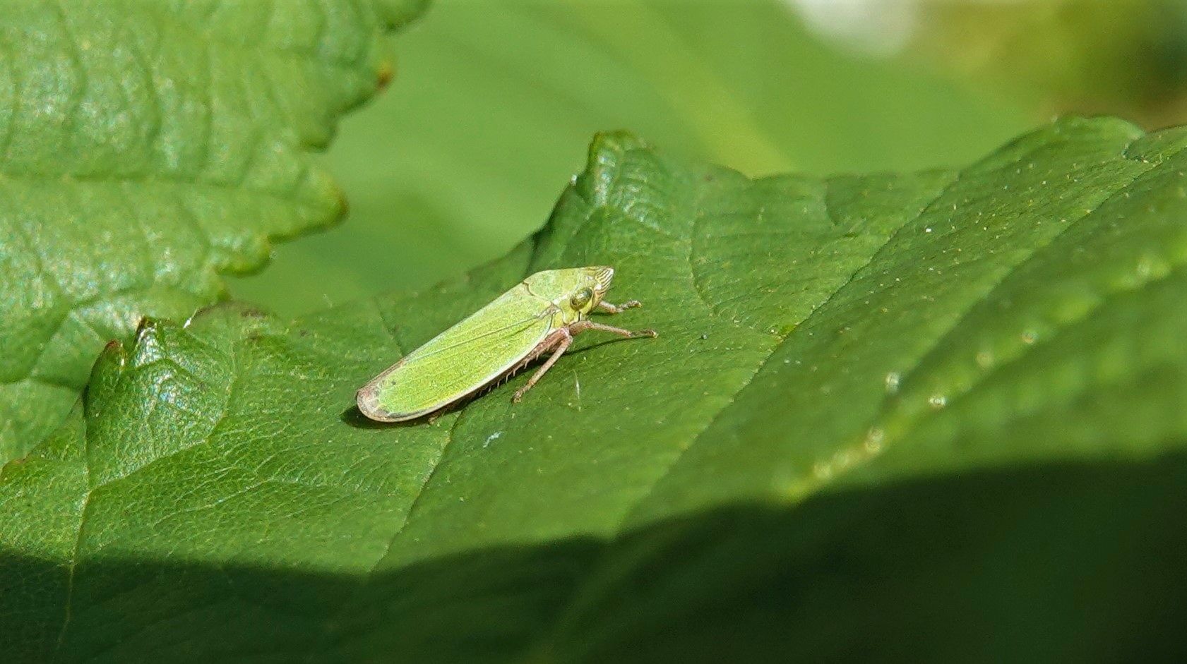 Helochara delta