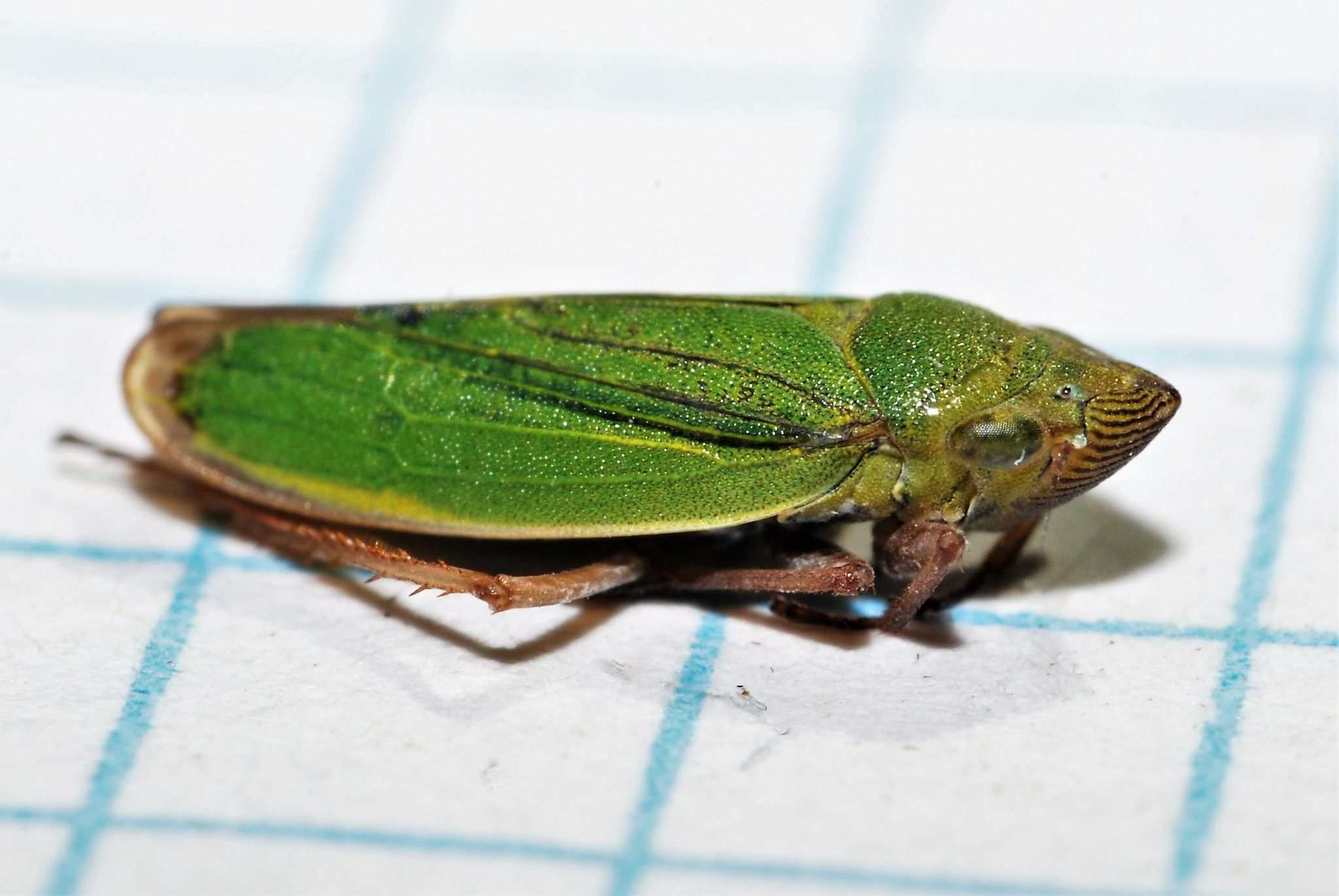 Helochara delta