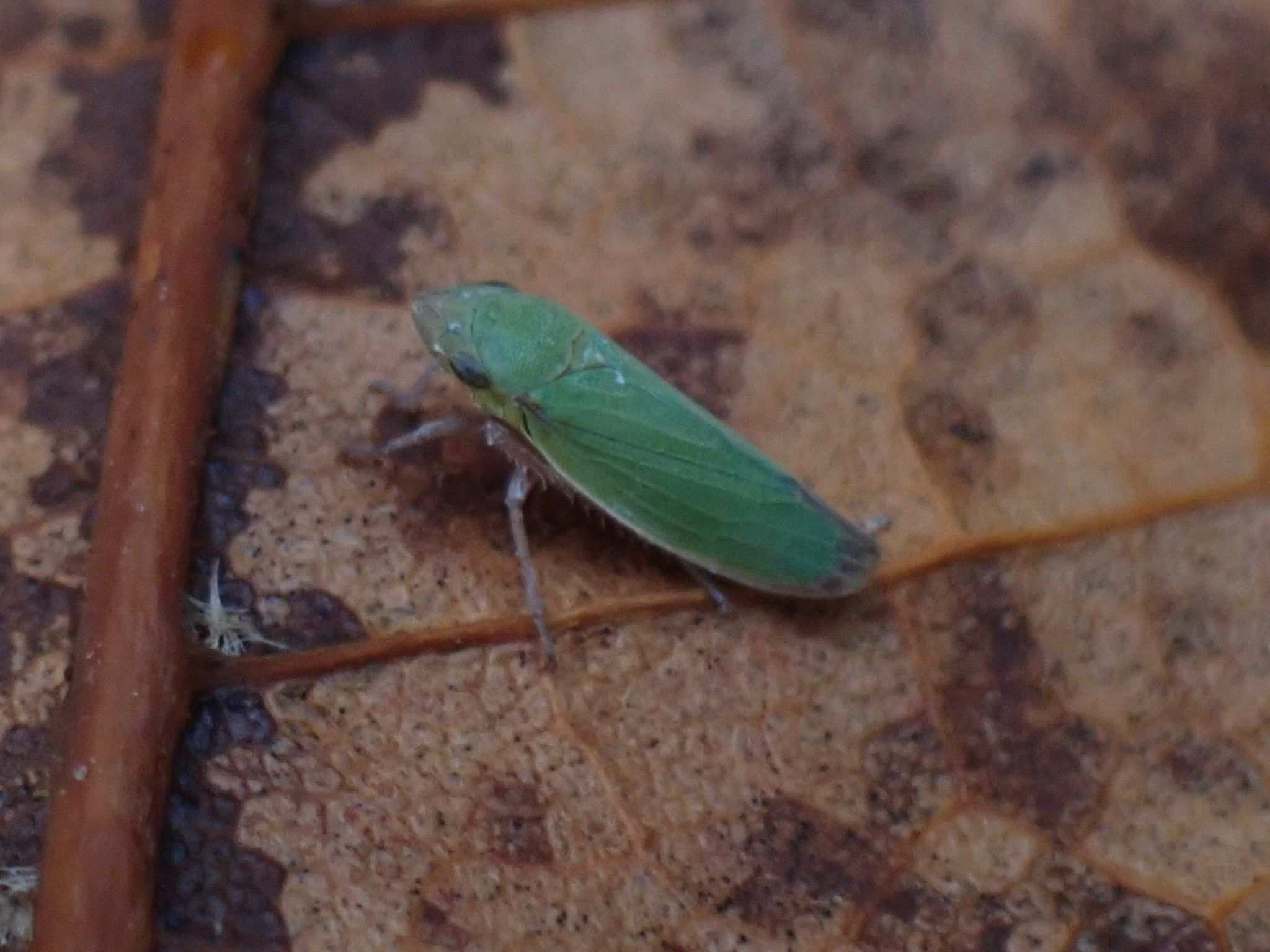 Helochara delta