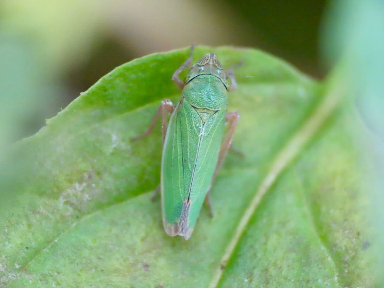 Helochara delta