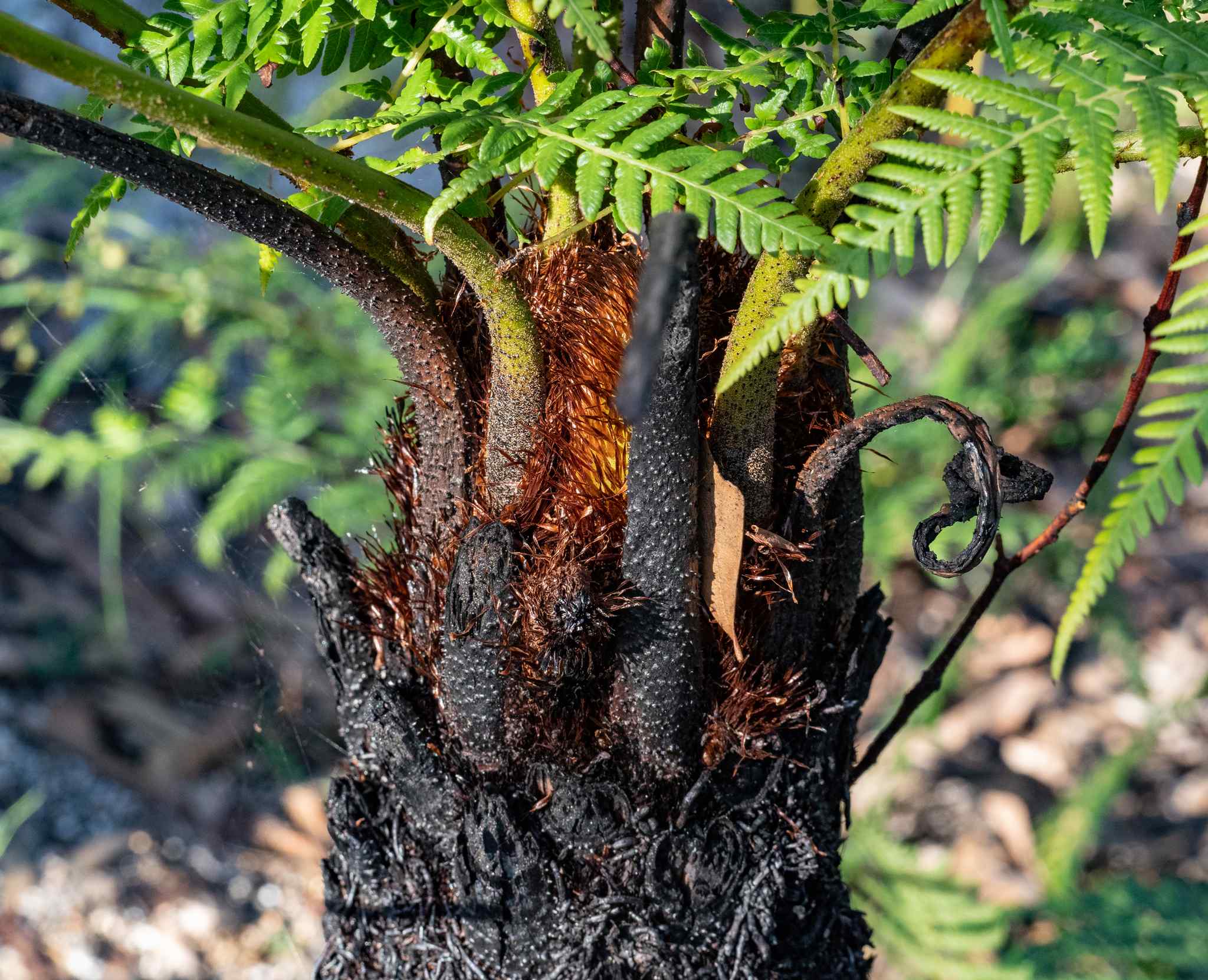 Cyathea australis