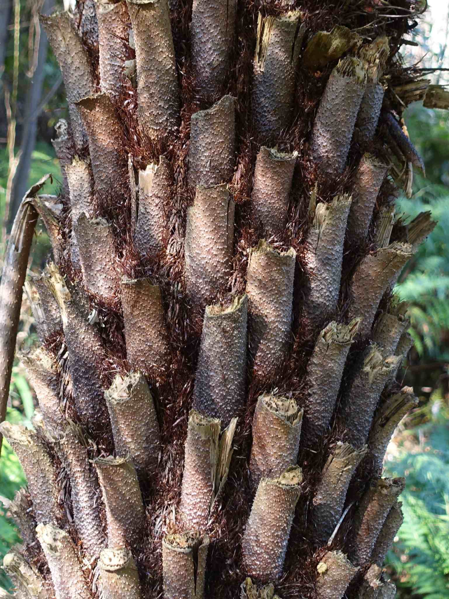 Cyathea australis