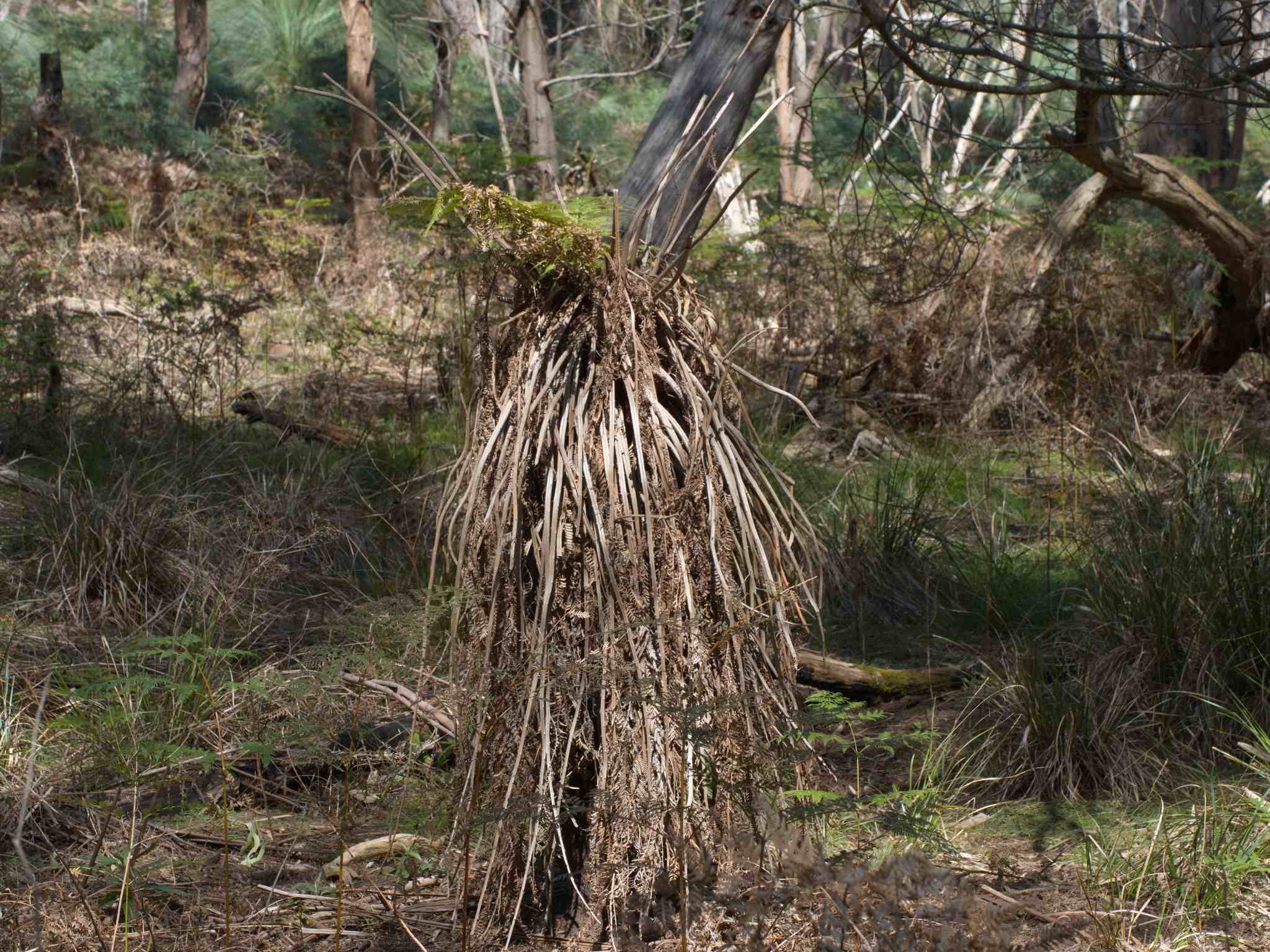 Cyathea australis