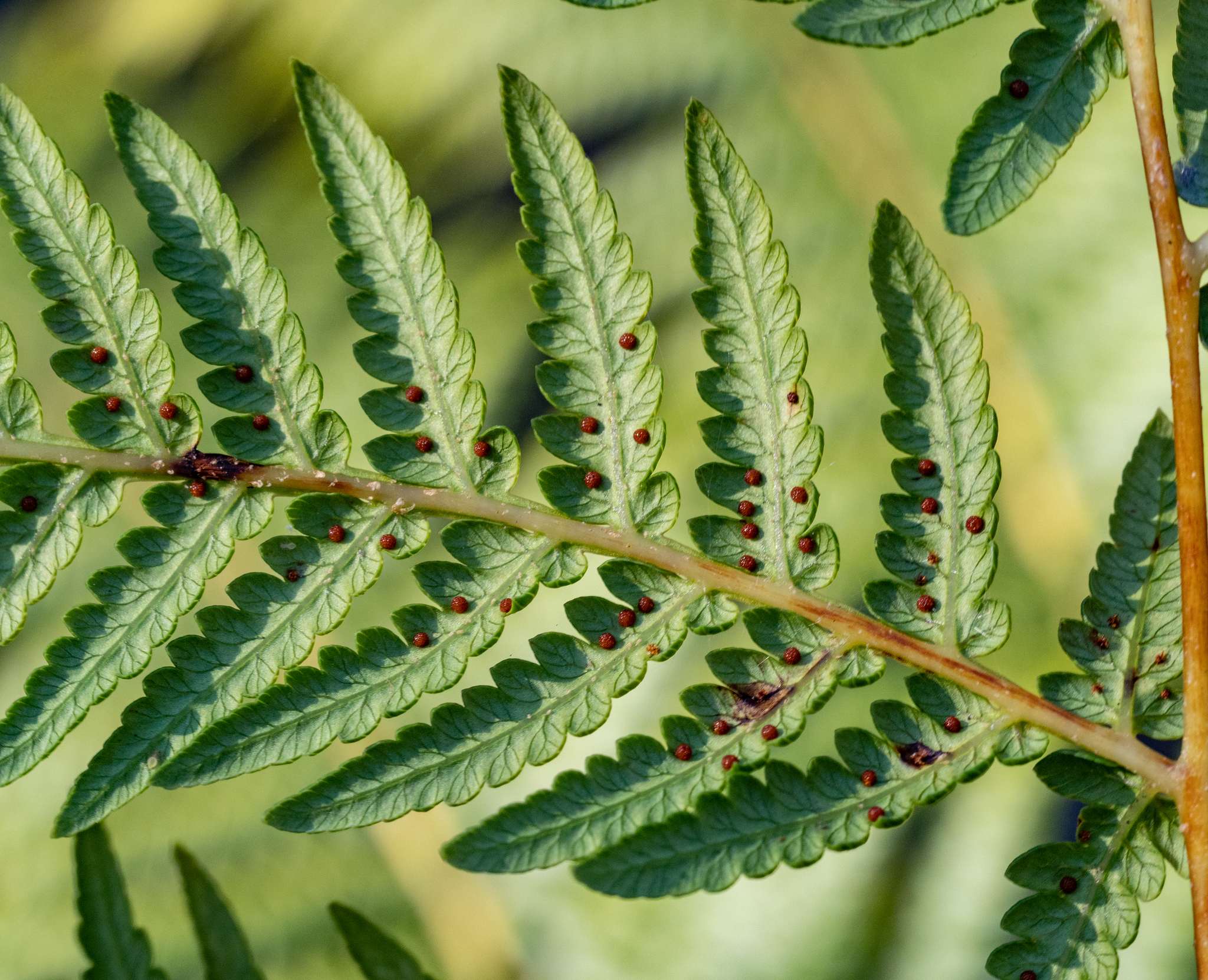 Cyathea australis