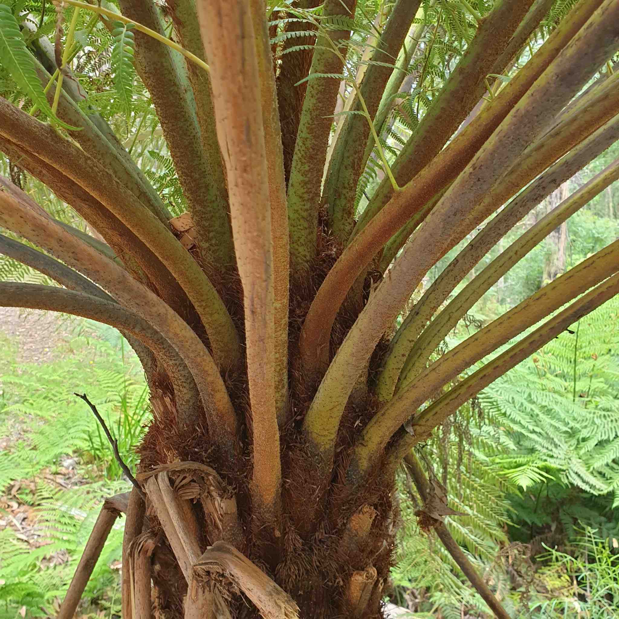 Cyathea australis