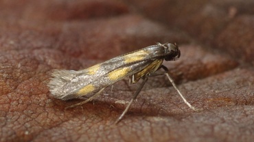 Euspilapteryx auroguttella
