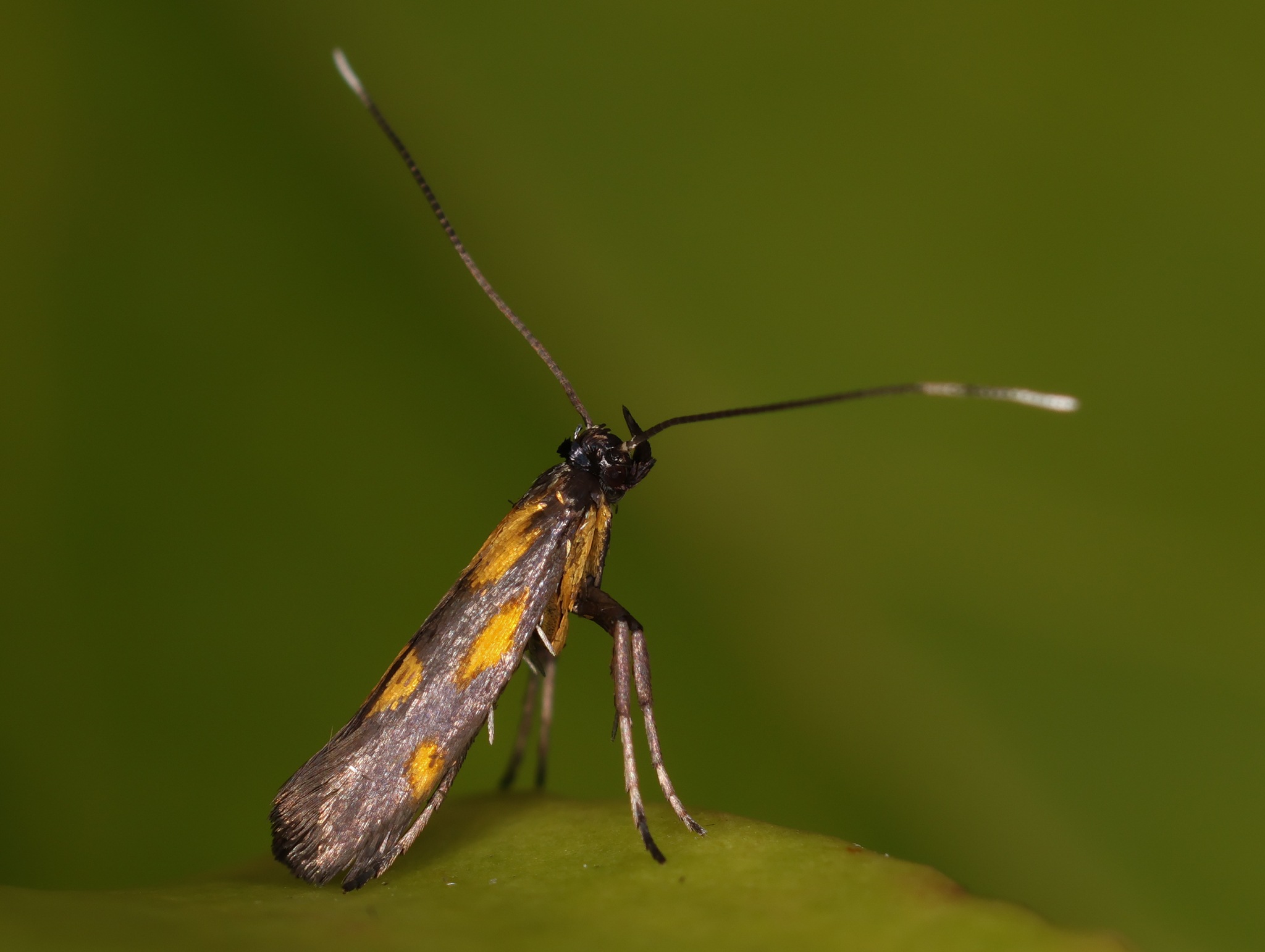 Euspilapteryx auroguttella