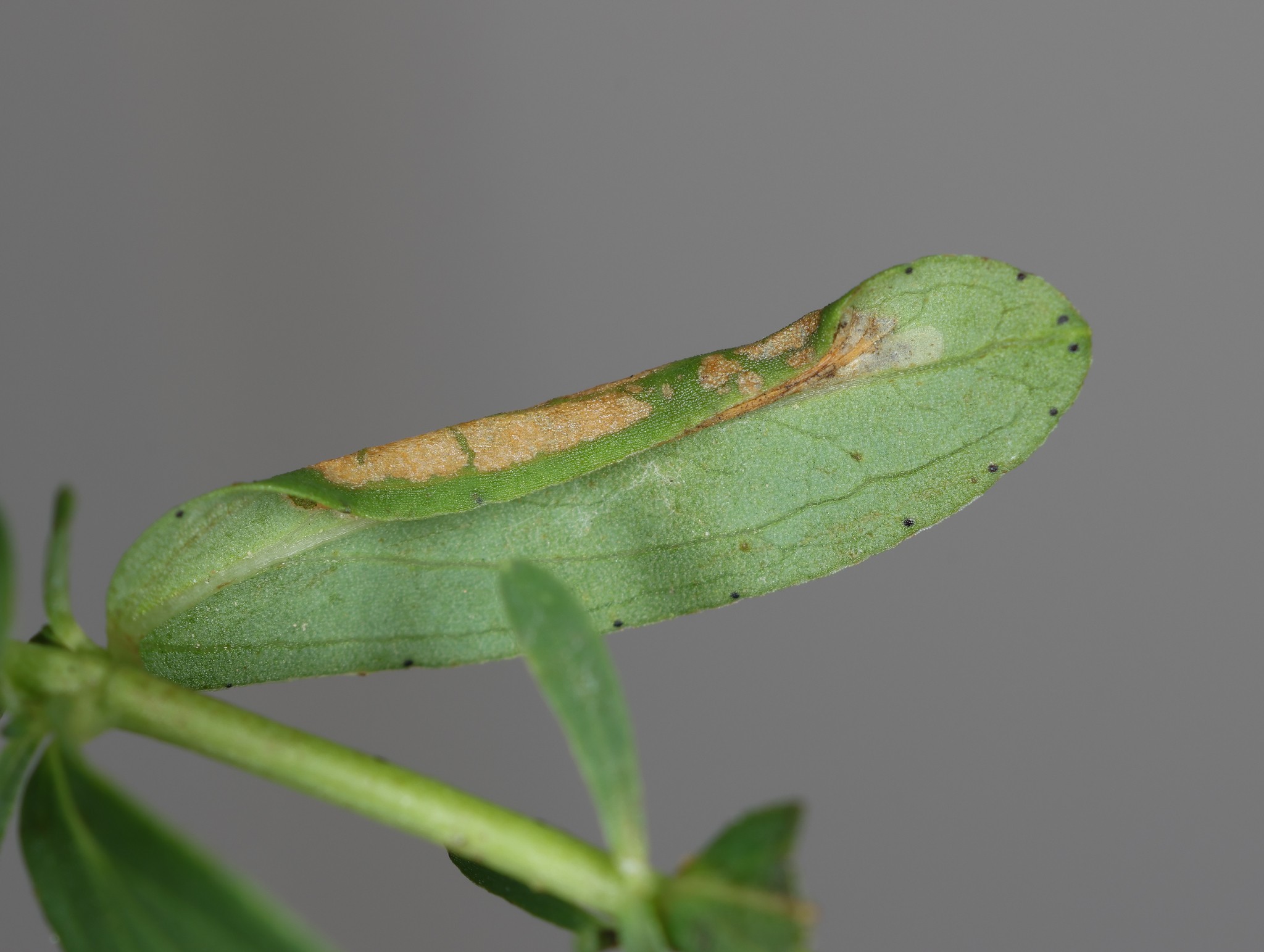Euspilapteryx auroguttella