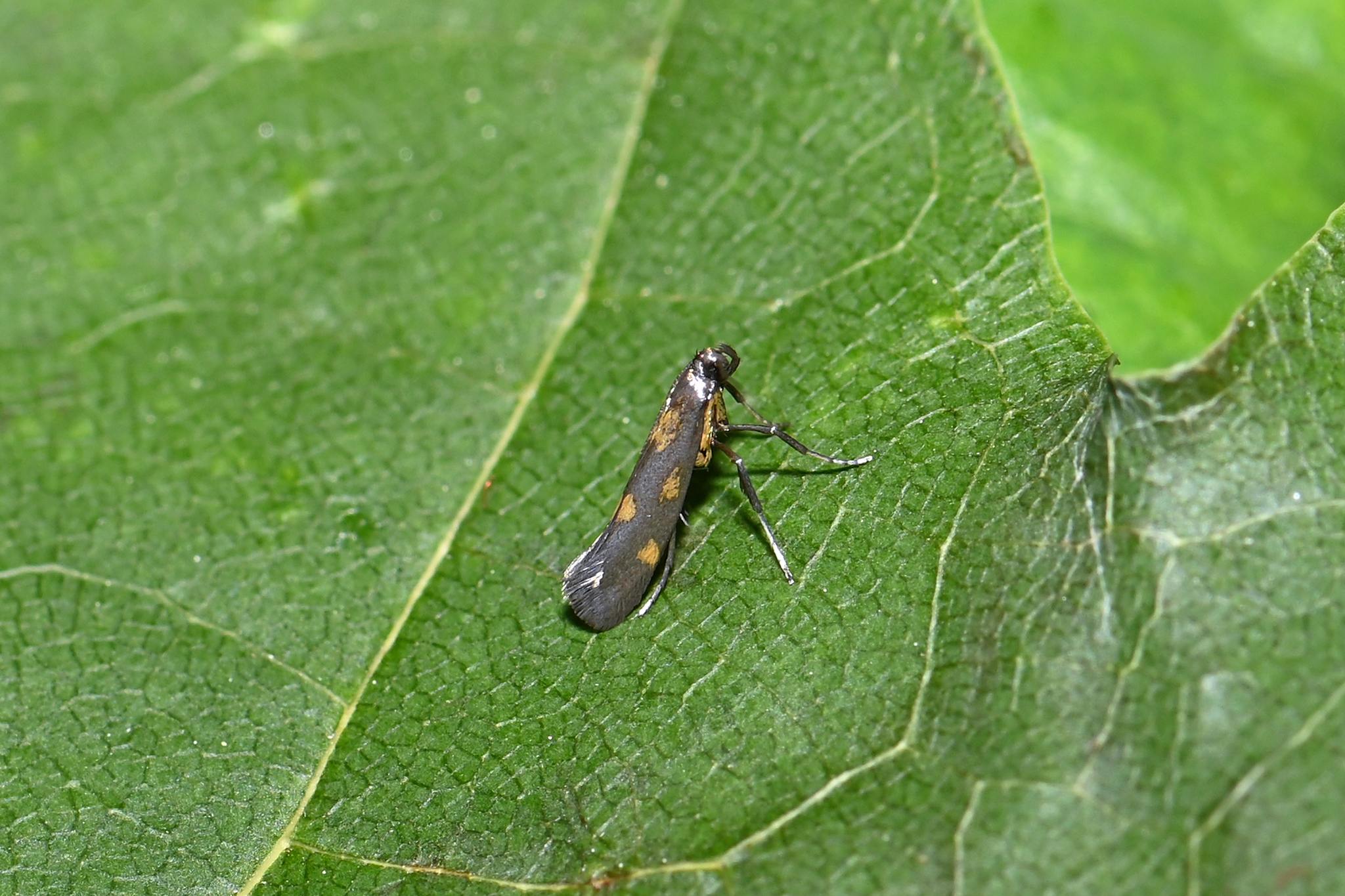 Euspilapteryx auroguttella