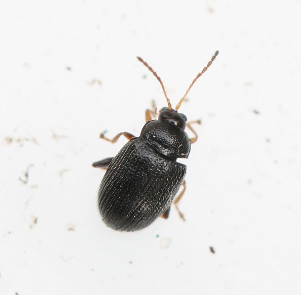 Epitrix pubescens