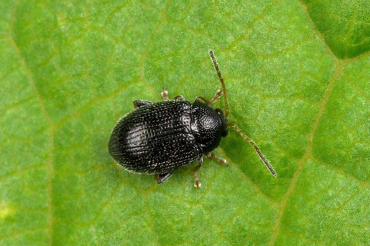 Epitrix pubescens