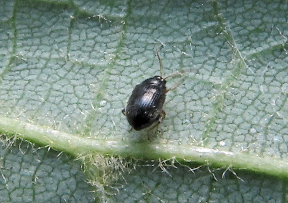 Epitrix pubescens