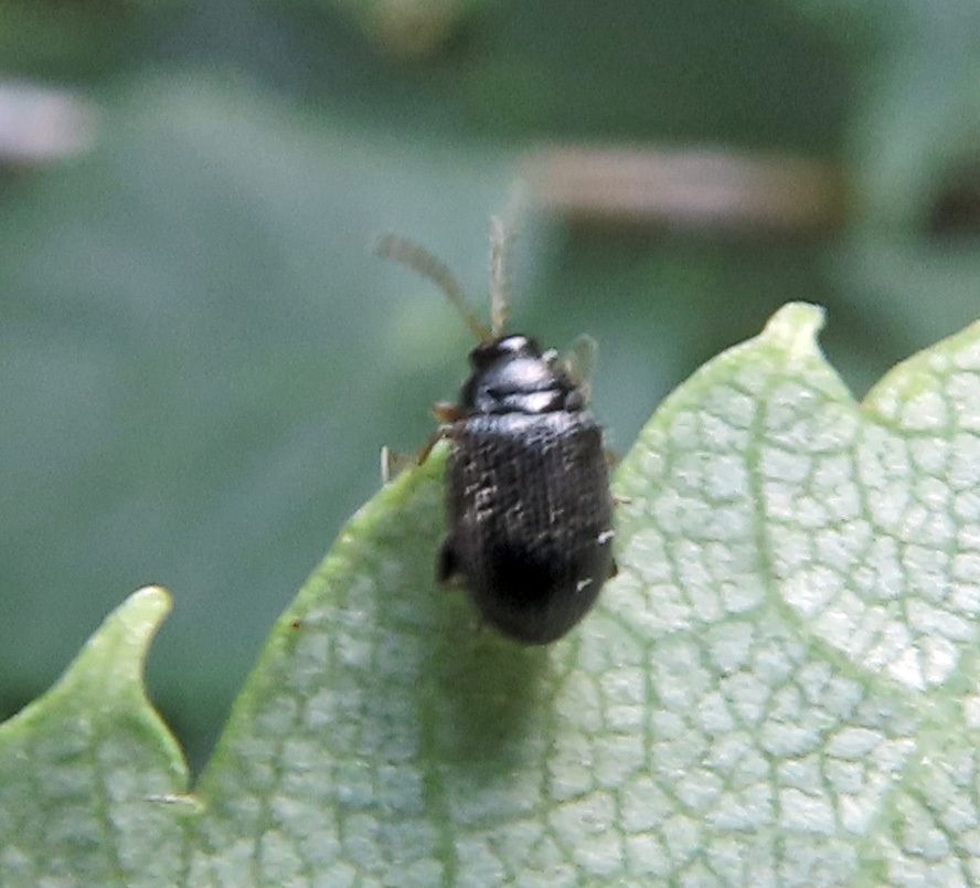 Epitrix pubescens