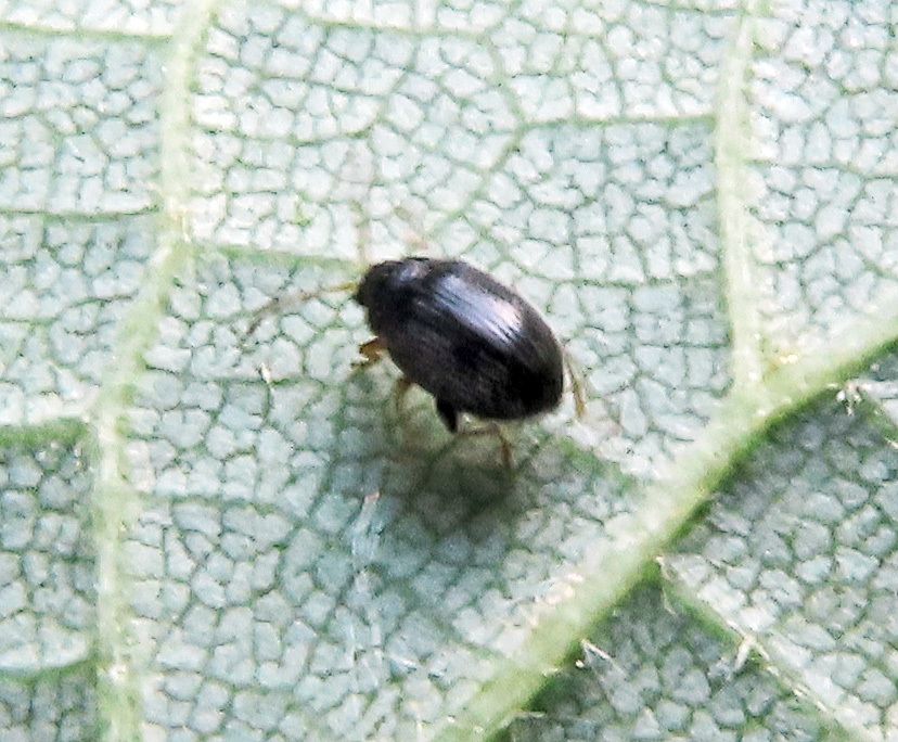 Epitrix pubescens