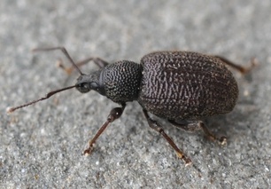 Otiorhynchus rugosostriatus