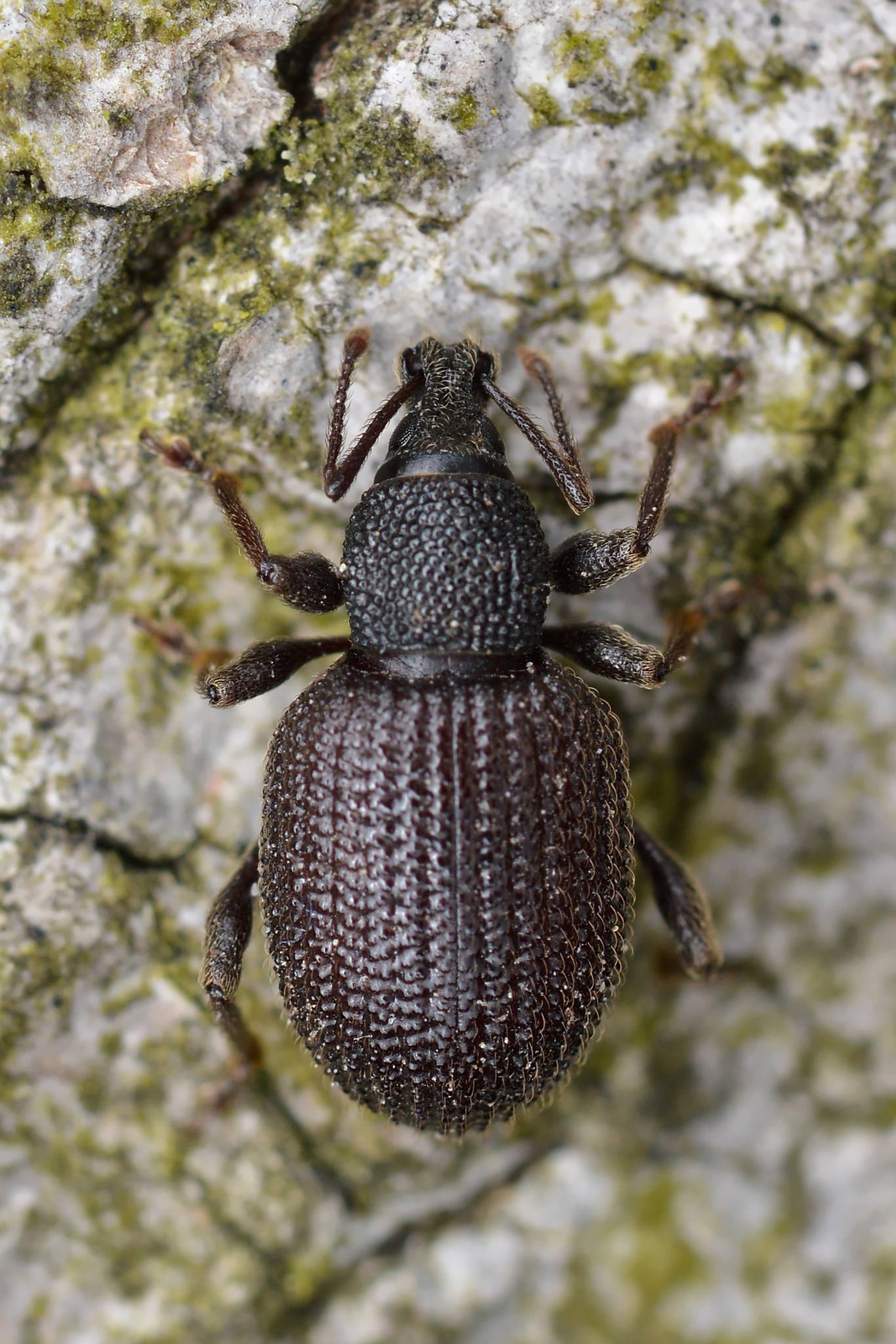 Otiorhynchus rugosostriatus
