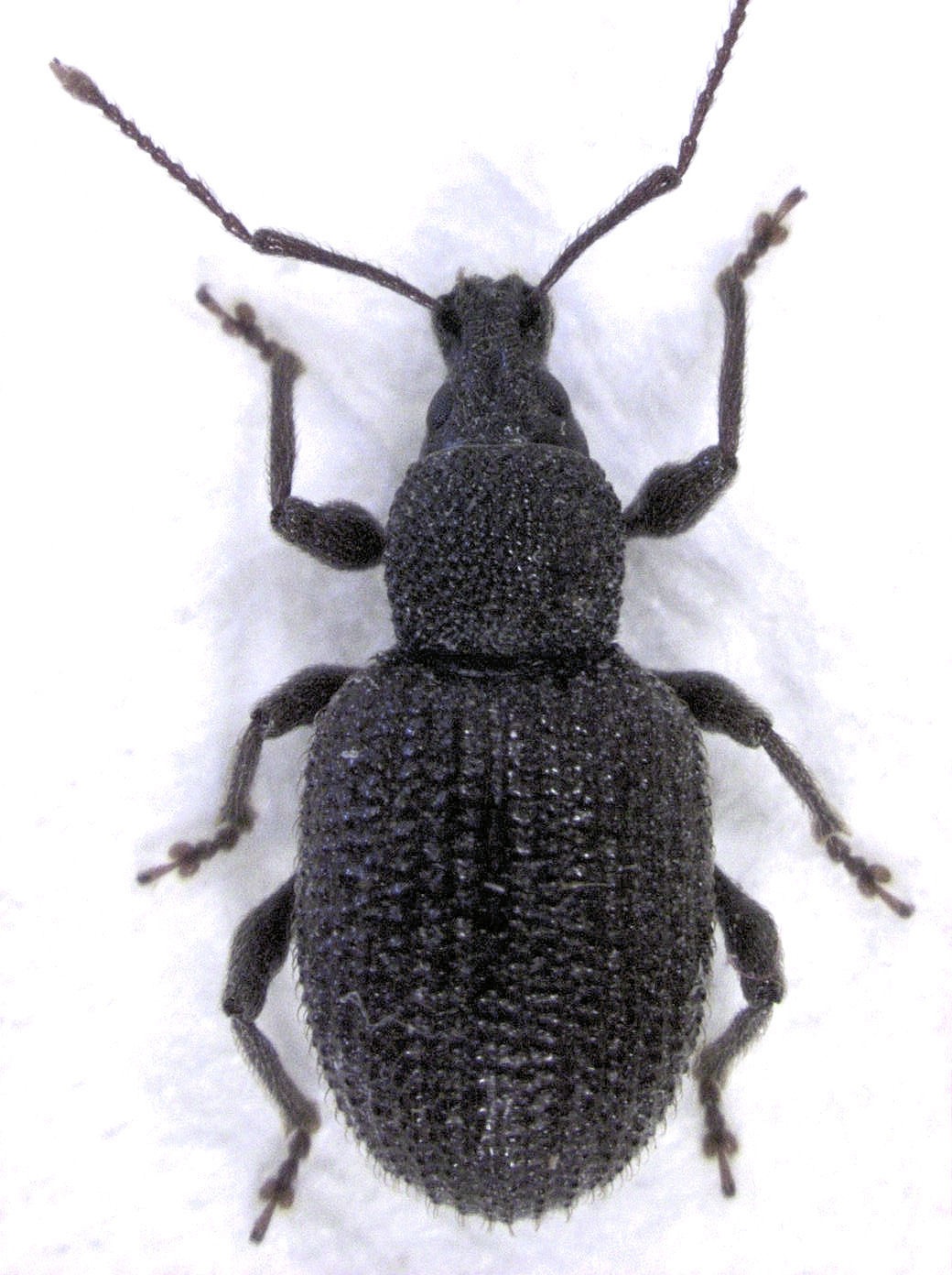 Otiorhynchus rugosostriatus