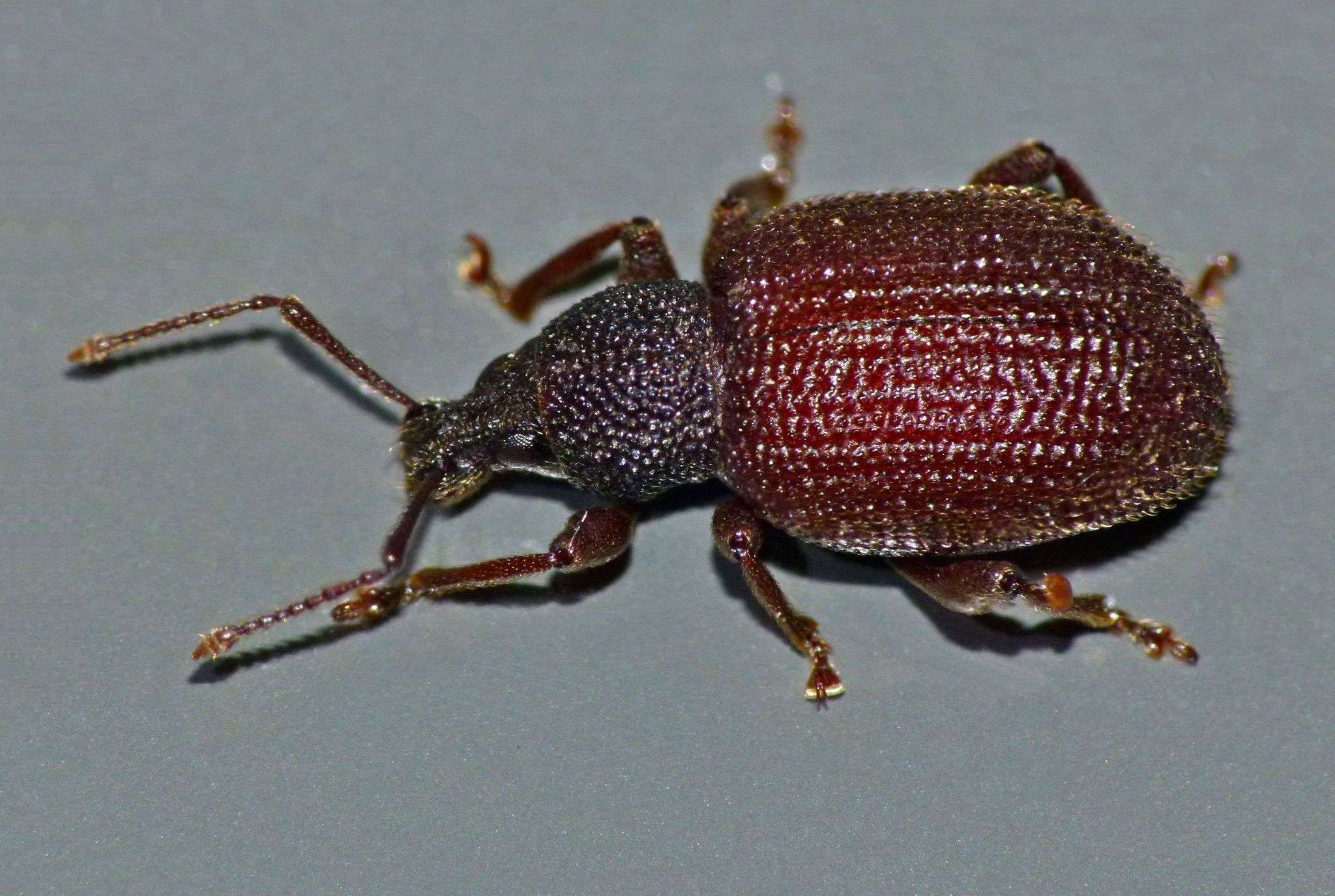 Otiorhynchus rugosostriatus