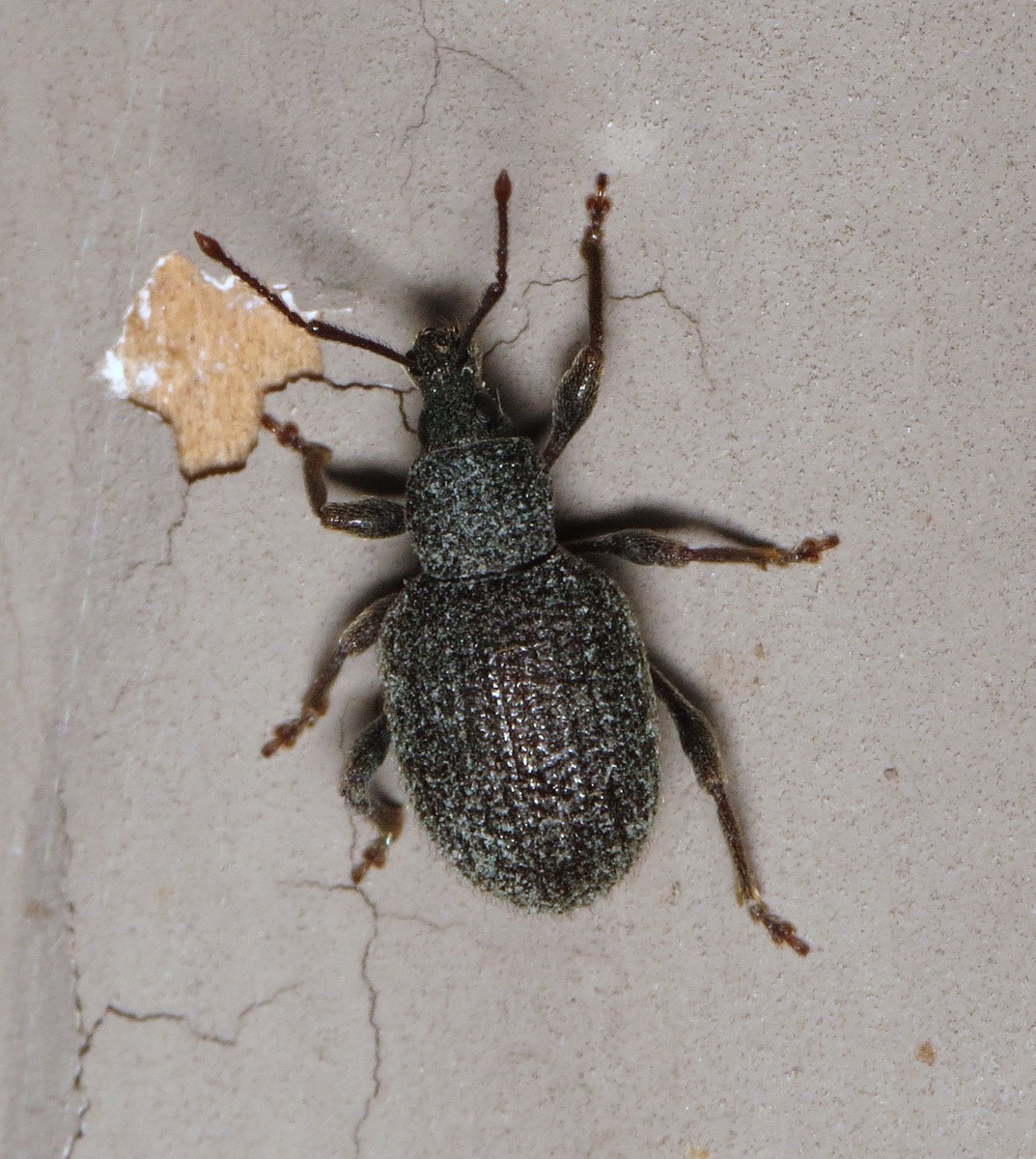Otiorhynchus rugosostriatus