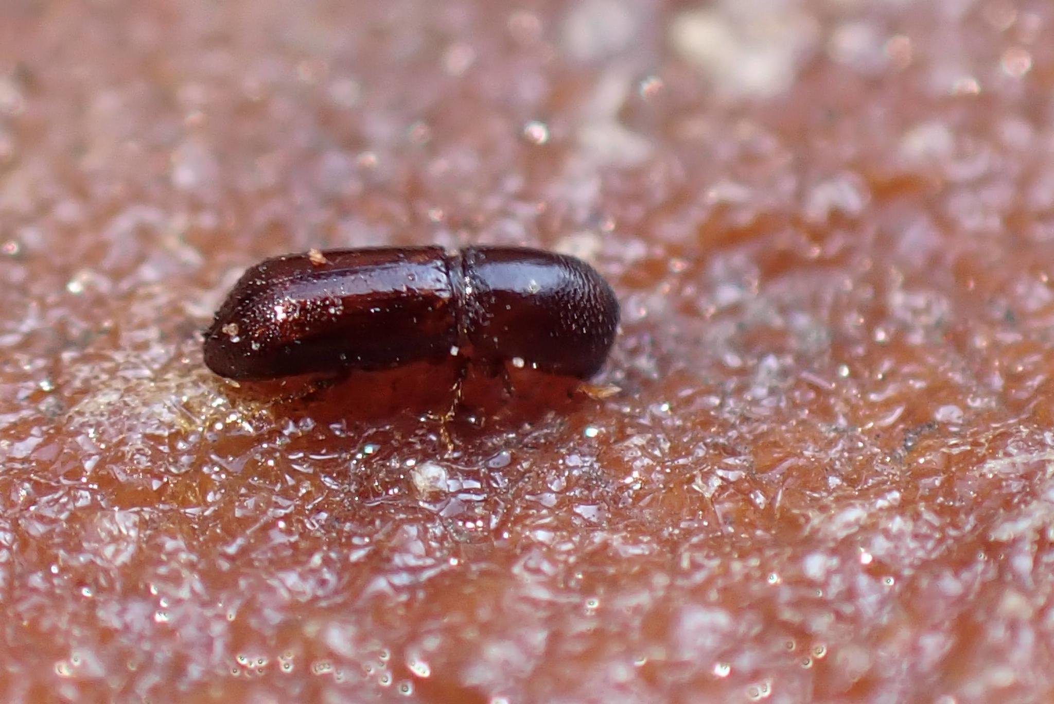 Xyleborus glabratus