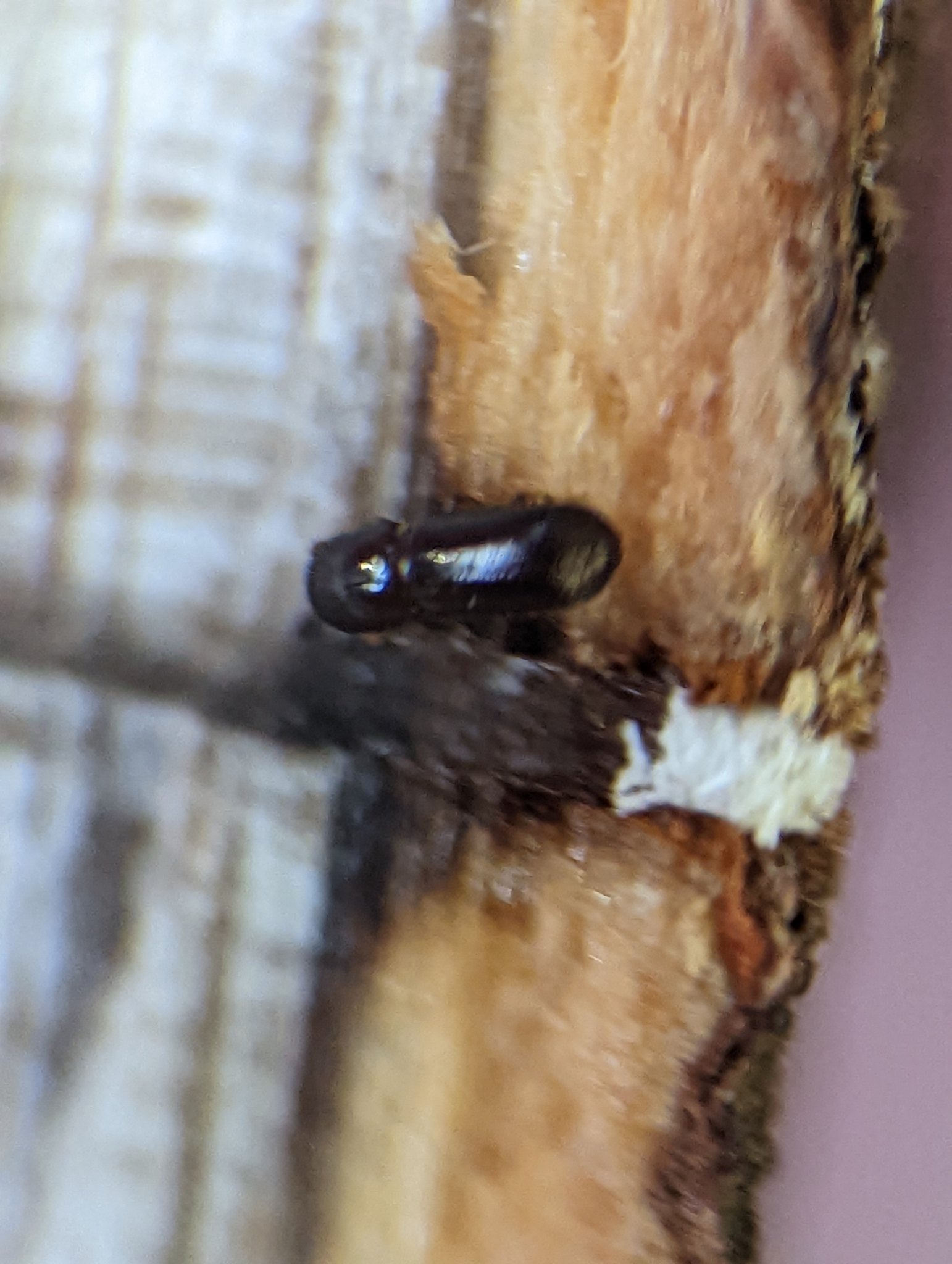 Xyleborus glabratus
