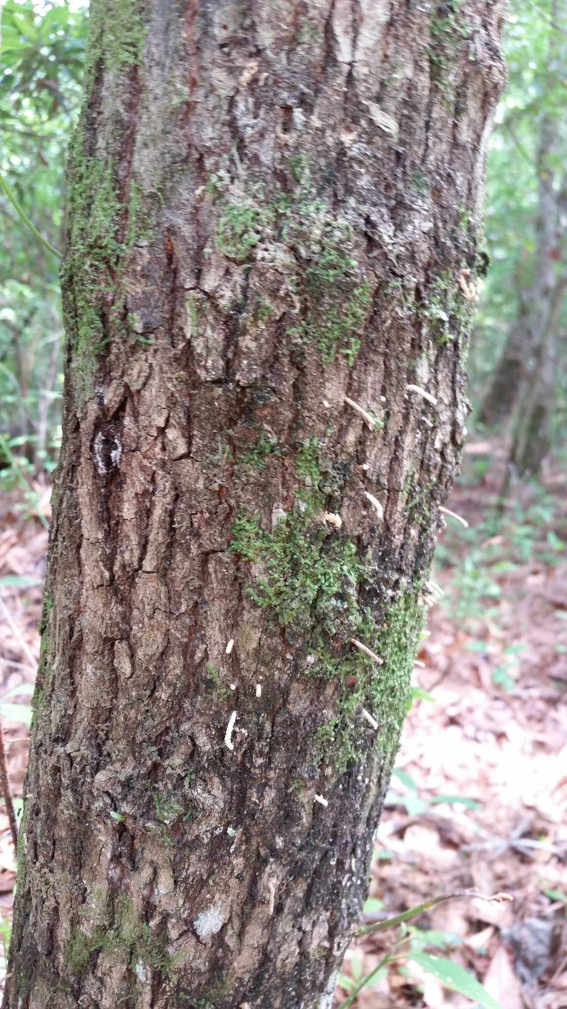 Xyleborus glabratus