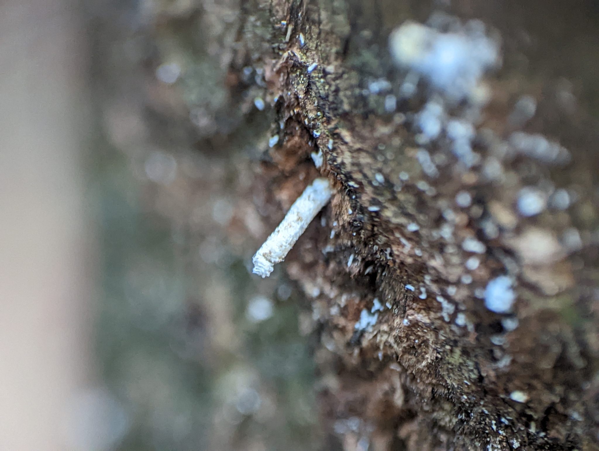 Xyleborus glabratus