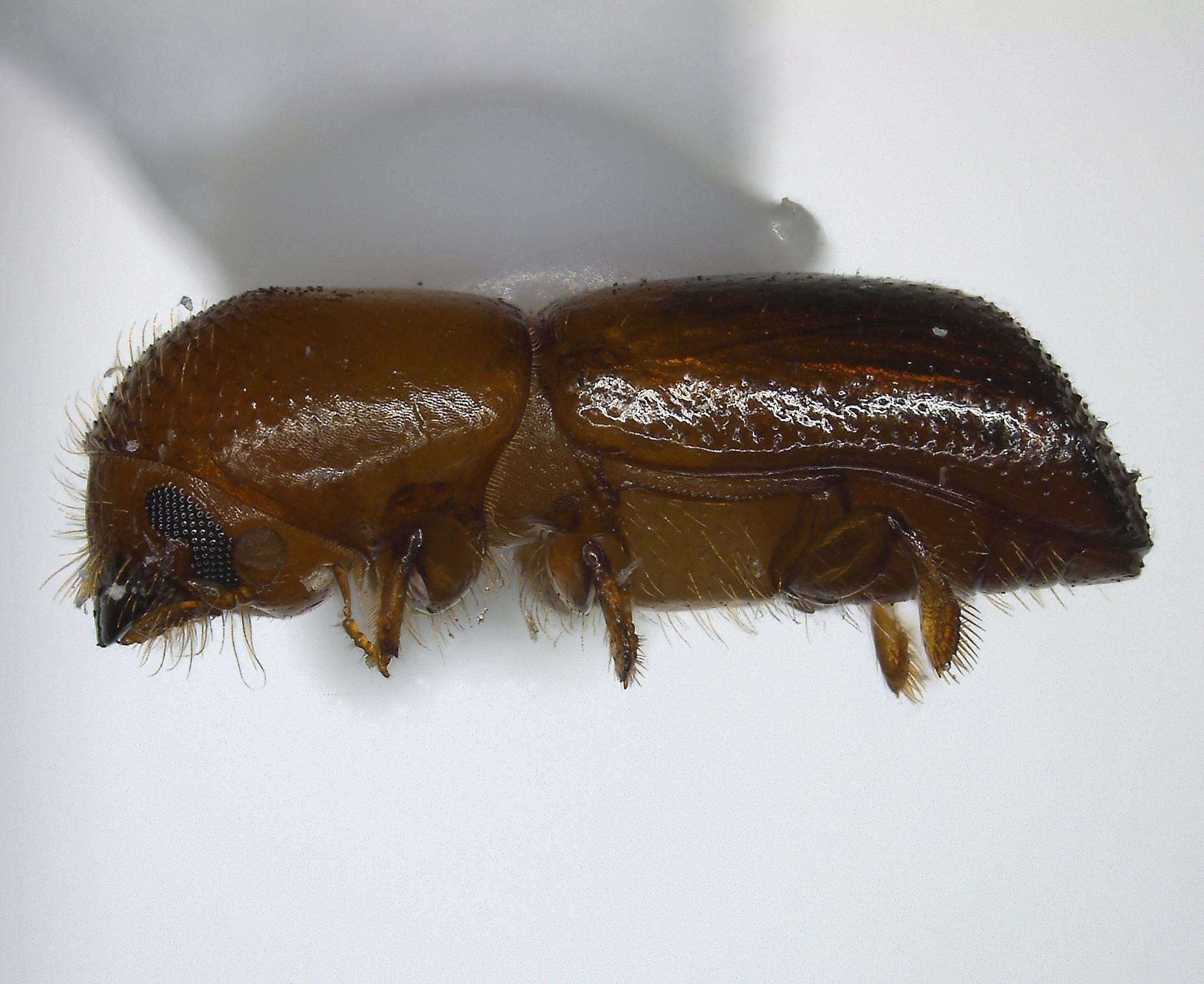 Xyleborus glabratus