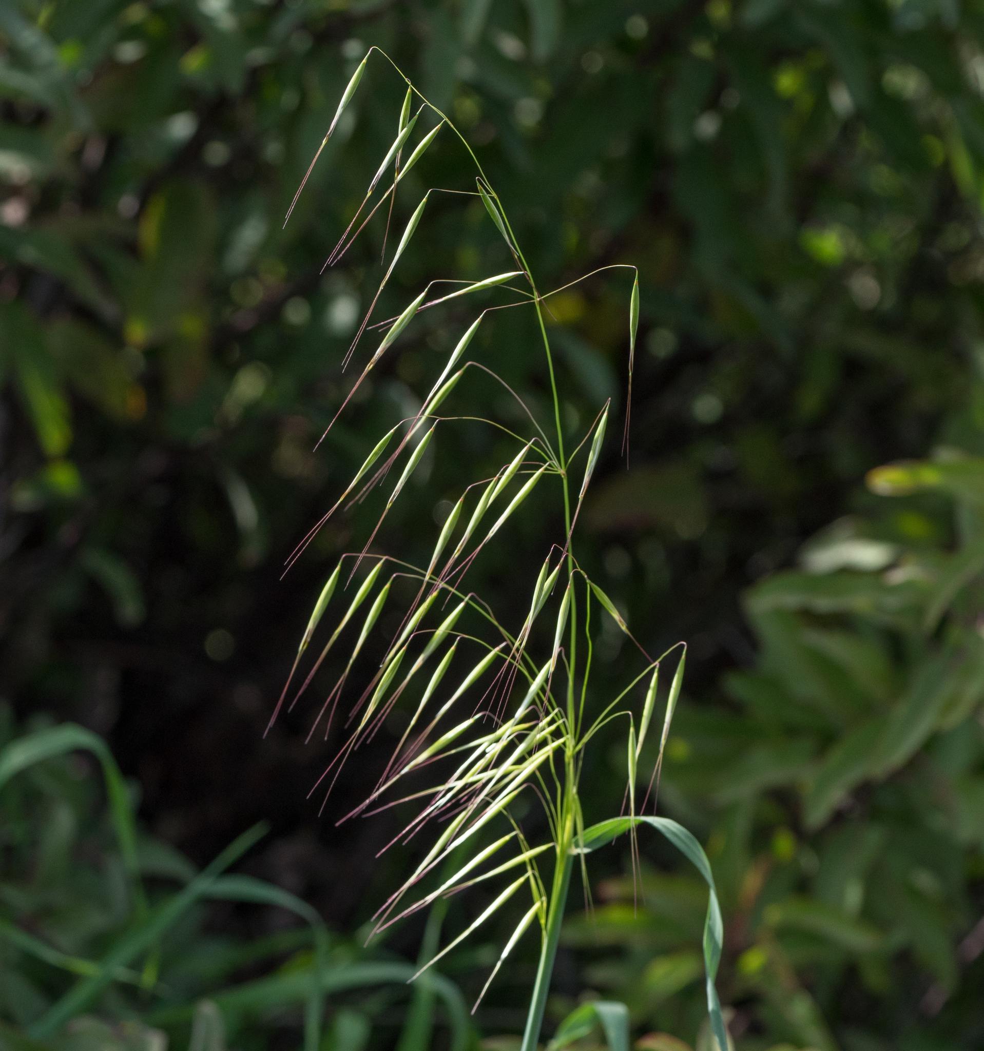 Avena barbata